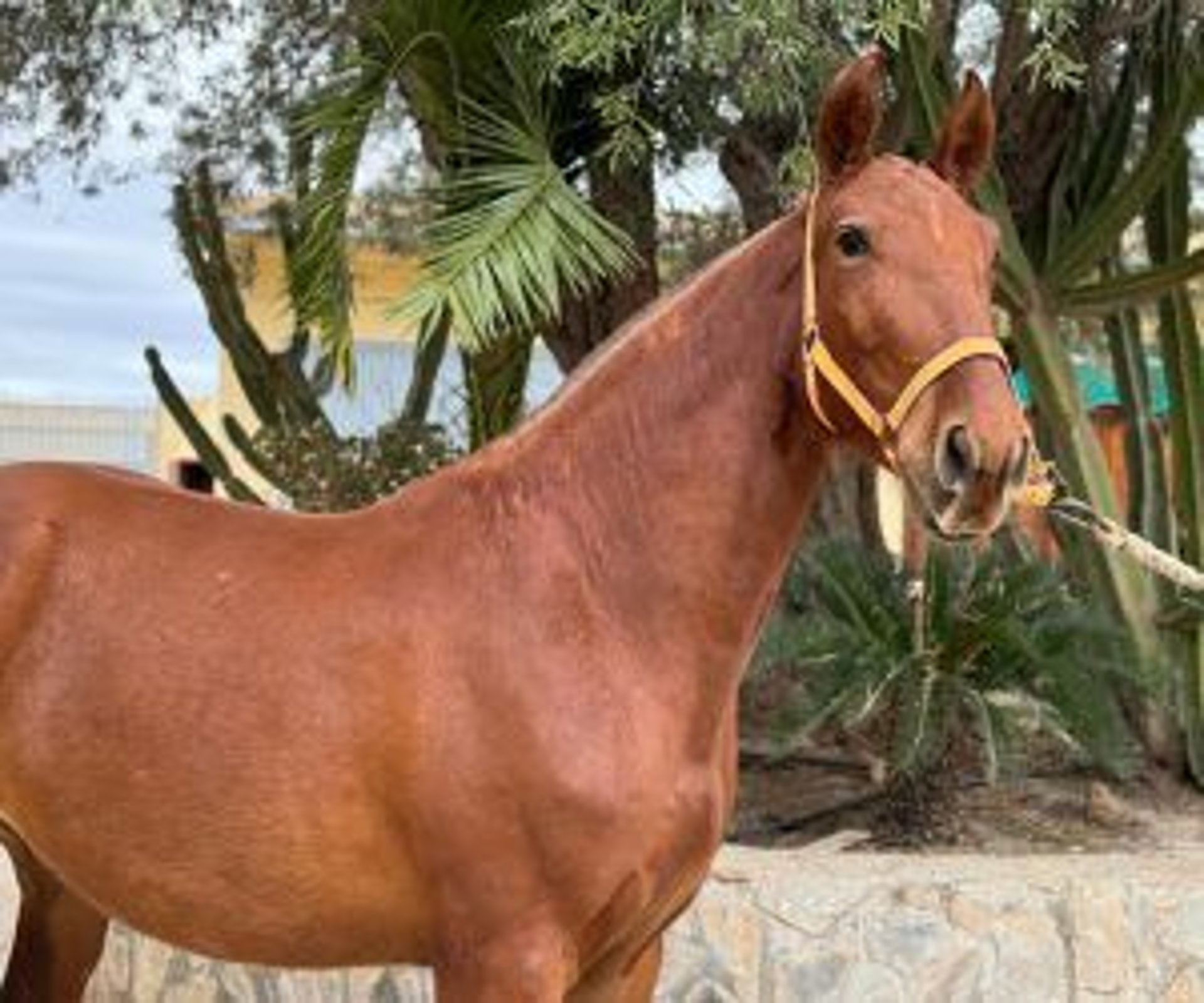 PRE Mix Mare 4 years 15,2 hh Chestnut in ALICANTE