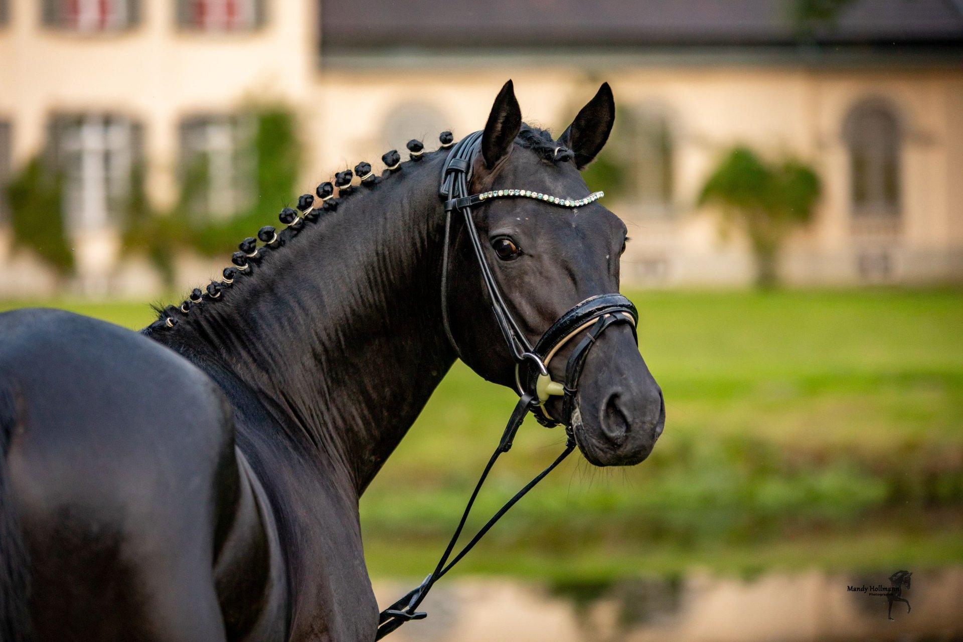 Poney de selle allemand Étalon Noir in Esens