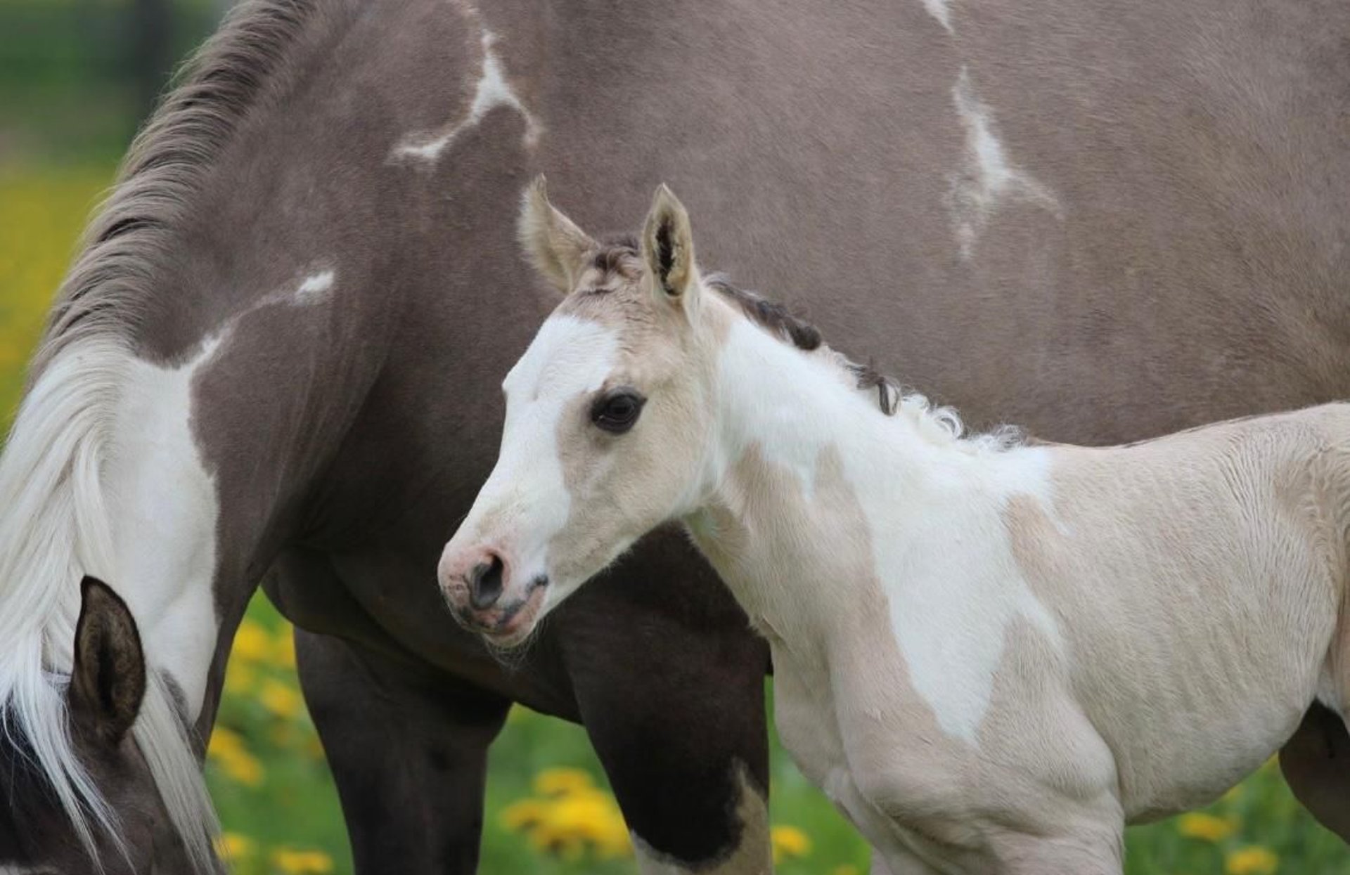 Paint Horse Stallone 1 Anno 150 cm Tobiano-tutti i colori in Hellenthal