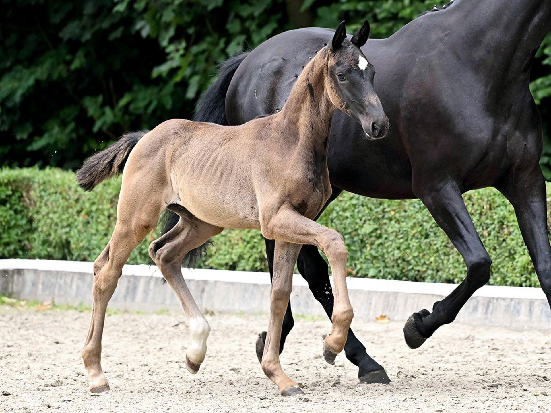 Bad Stallion Oldenburg Stallion Foal (04/2025) Black in Bad Bevensen
