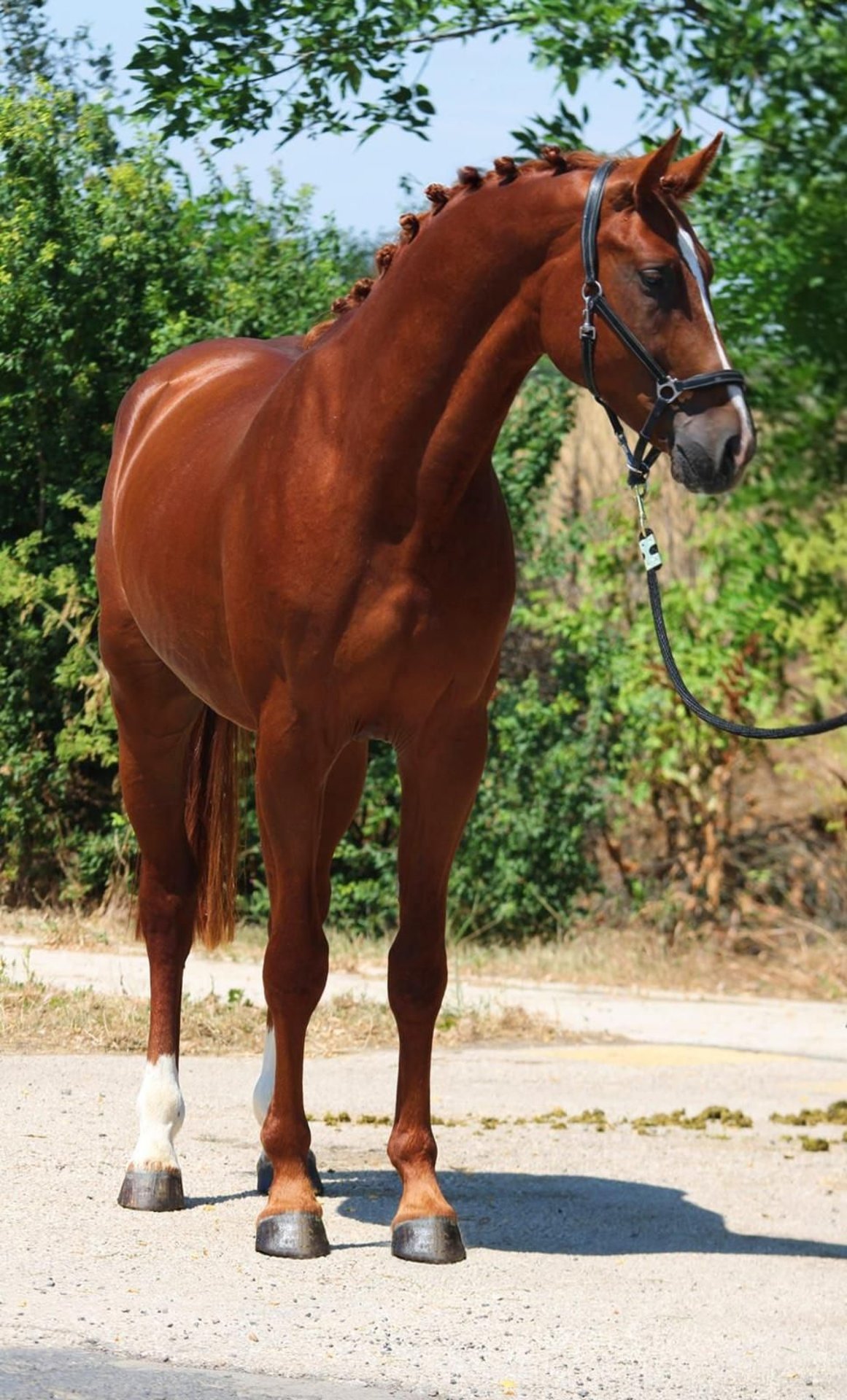 【CSR】 Red Hare, Unrivaled Stallion - EVP 𝐌𝐄𝐓𝐀𝐋𝐋𝐈𝐂𝐒 𝐌𝐕𝐏 2015 Red Roan Stallion