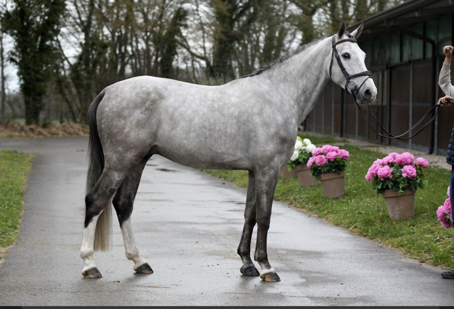 Belgisches Warmblut Hengst 5 Jahre 166 Cm Schimmel In La Chapelle-du ...