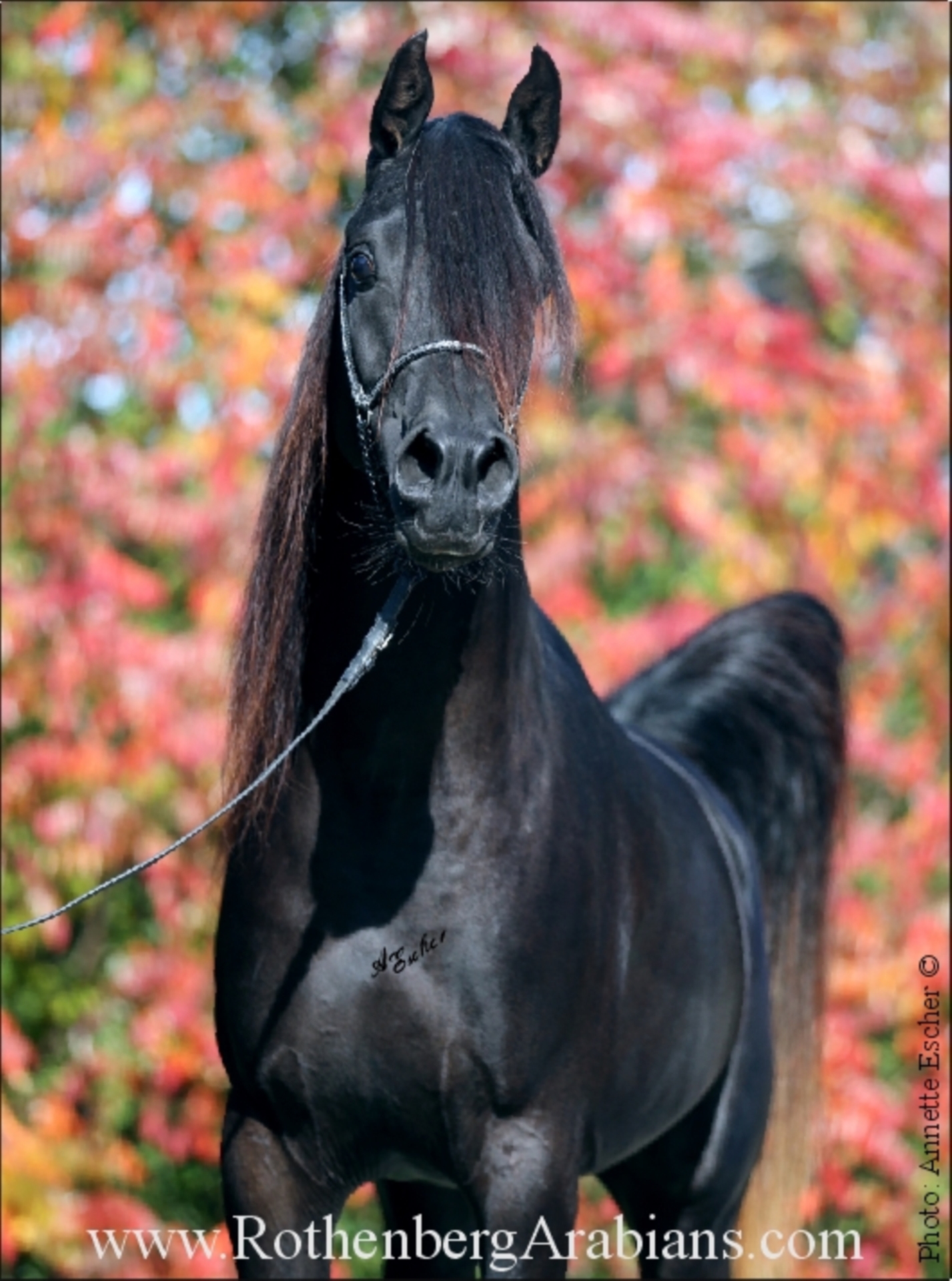 REIN ÄGYPTISCHE VOLLBLUTARABER-HENGSTE Straight Egyptian Stallion Black in  Monheim