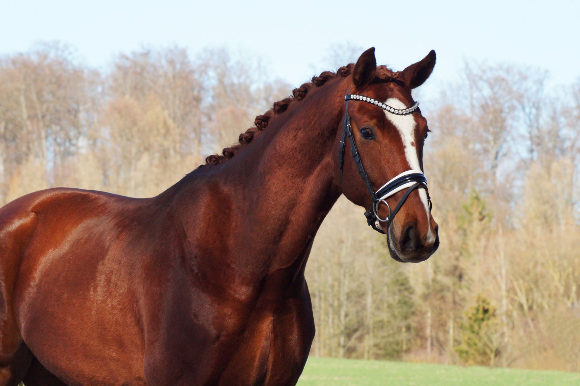 Hannoveraner Wallach 6 Jahre 175 cm Fuchs in Gleichen