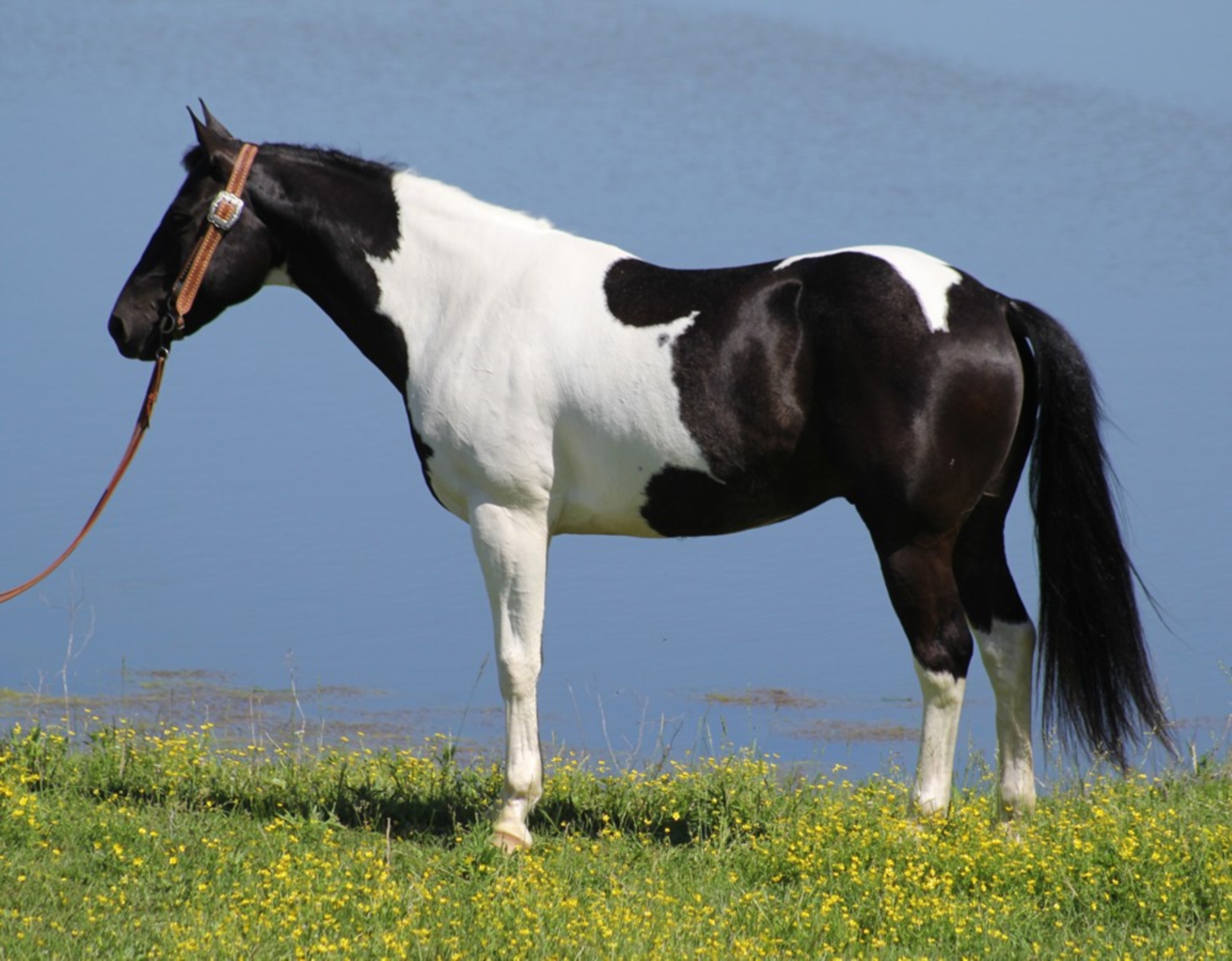 American Quarter Horse Gelding 10 years 14,3 hh Tobiano-all