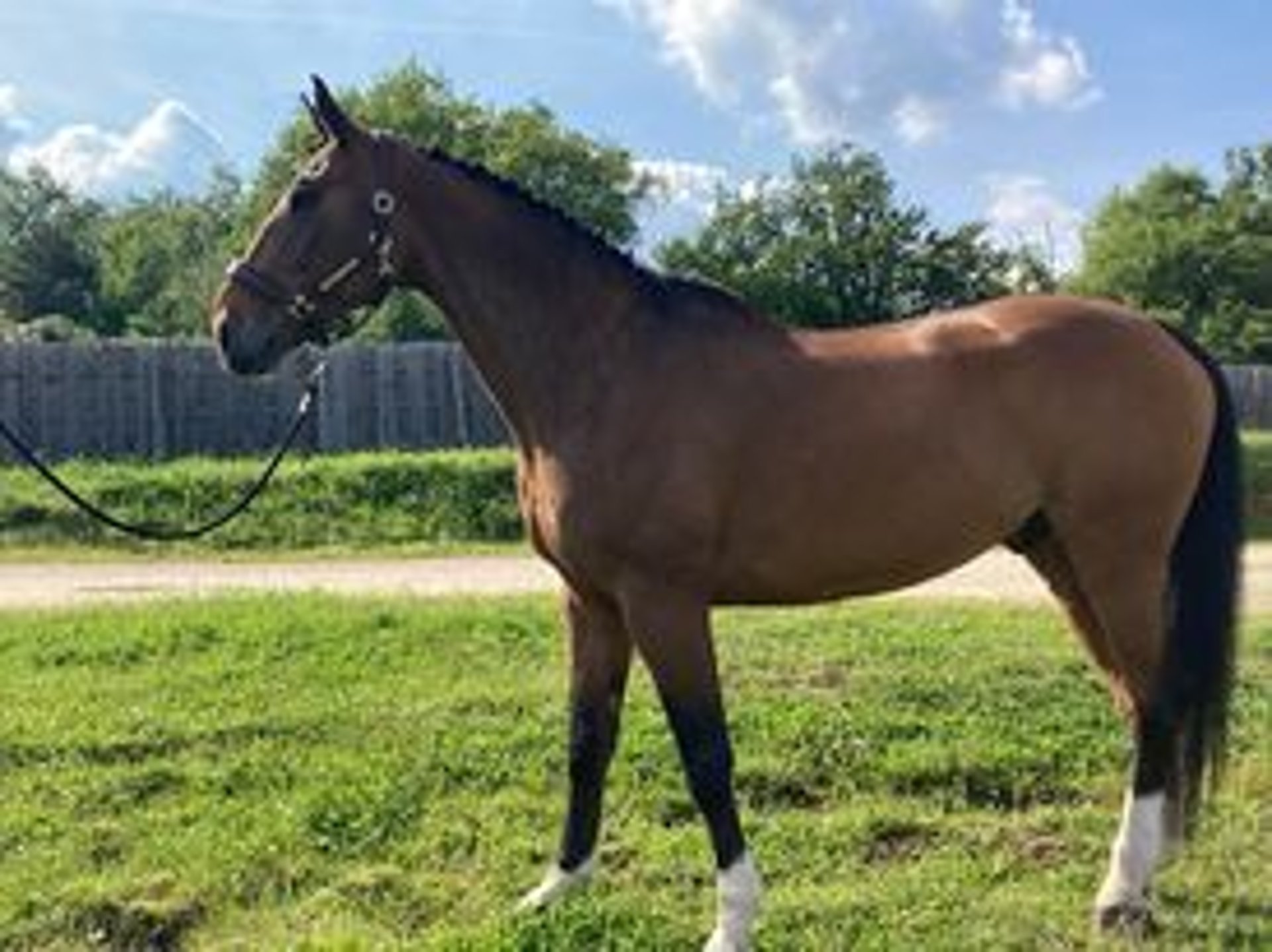 Selle Français Stallion 13 years 16,3 hh in Bordeaux