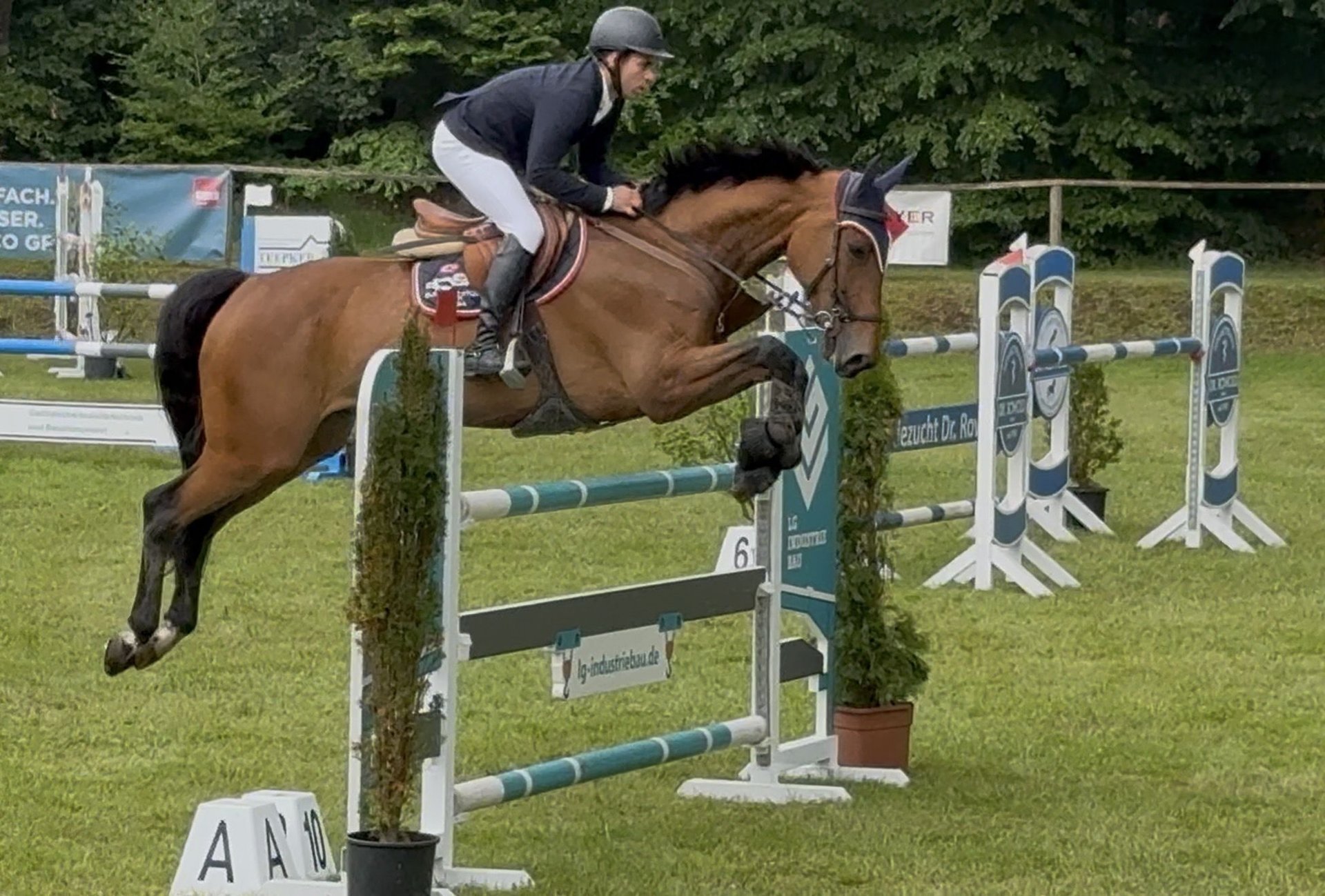 Salvatore, Deutsches Sportpferd, Impression 2