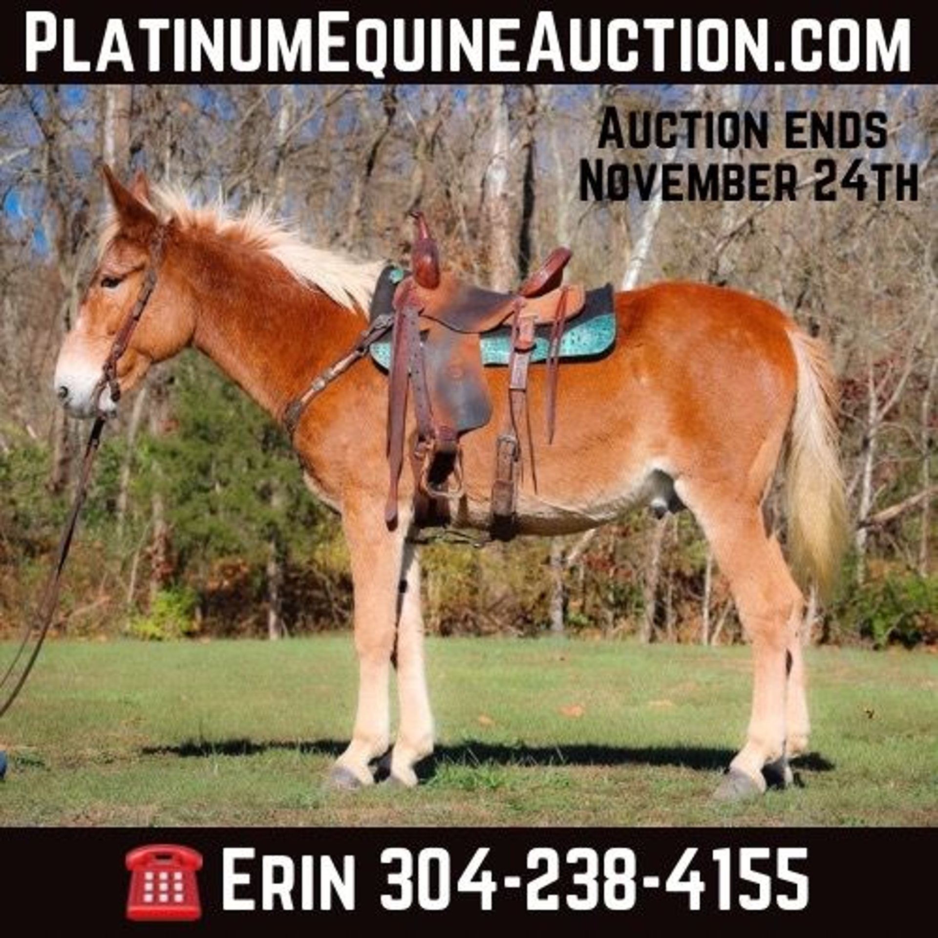 Missouri Foxtrotter Gelding 15 years Sorrel in Flemingsburg KY