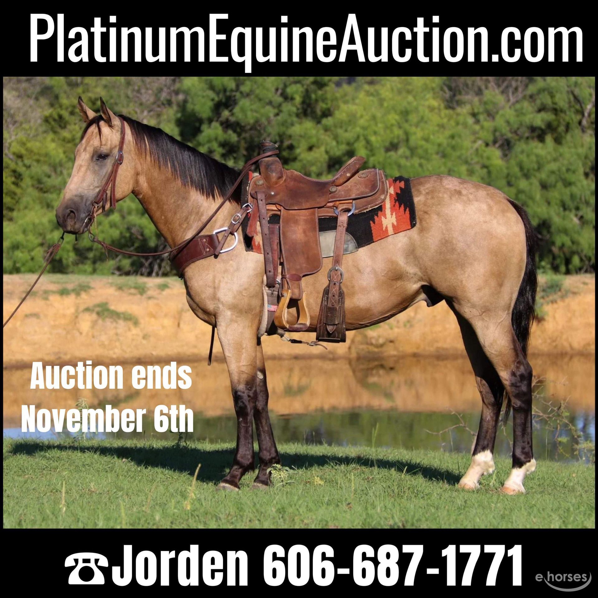 American Quarter Horse Gelding 5 years 15,1 hh Buckskin in Cleburne TX