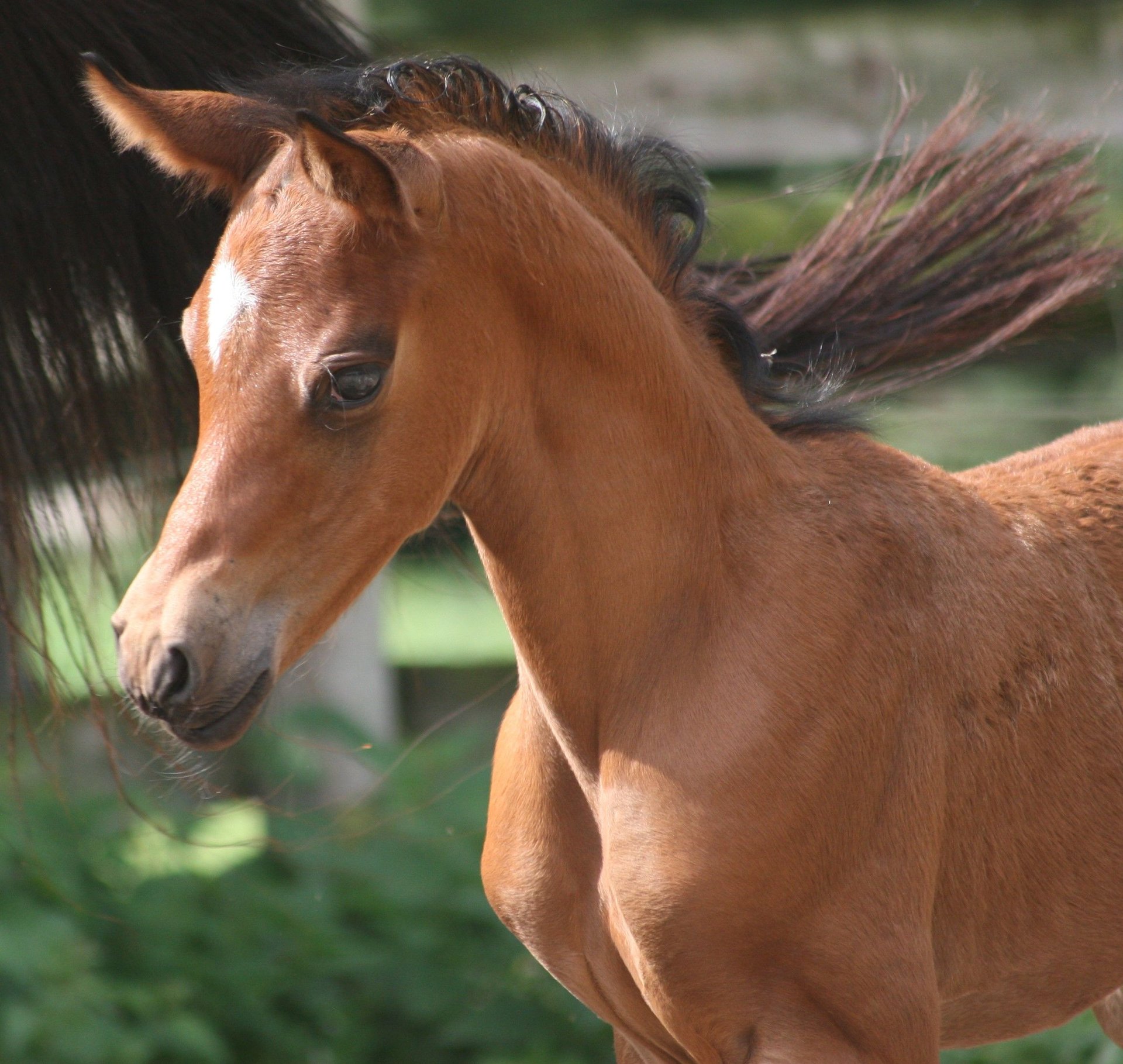 Deutsches Reitpony Hengst 1 Jahr Brauner In Erwitte