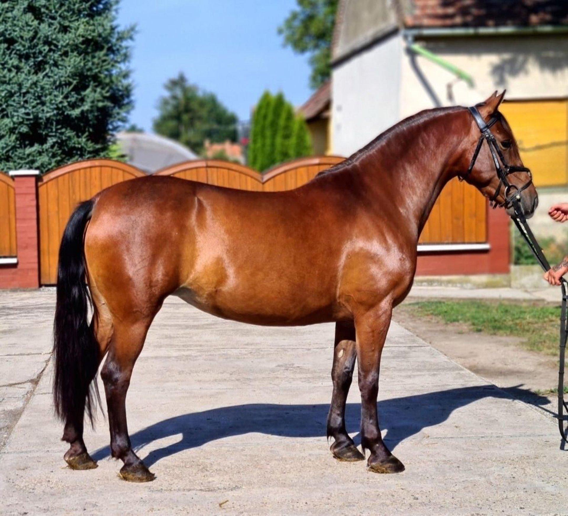 Plus De Poneys/petits Chevaux Jument 6 Ans 144 Cm Bai In Deggendorf