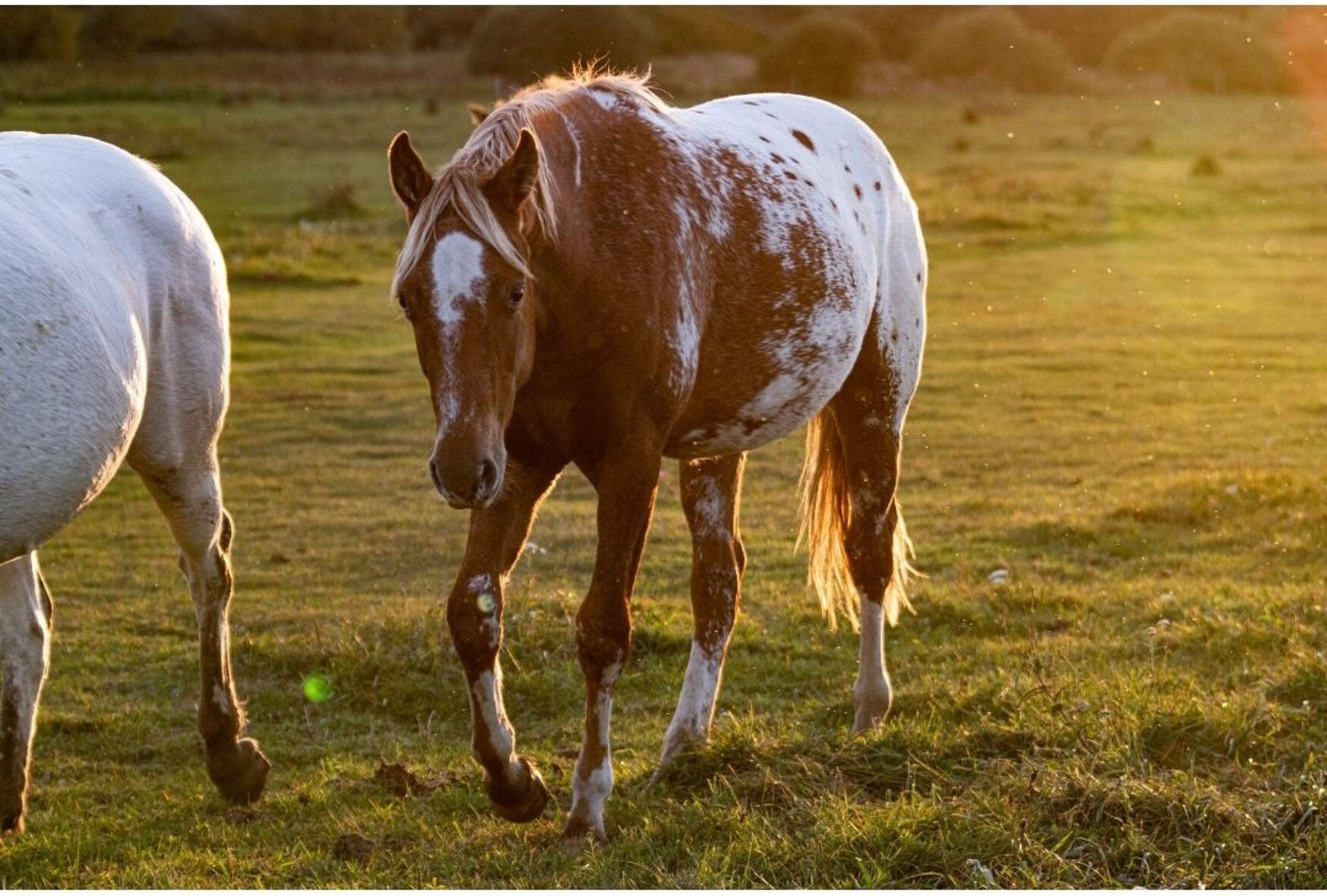 Appaloosa Stallion 2 years 15,1 hh Chestnut-Red in Staré Sedlo