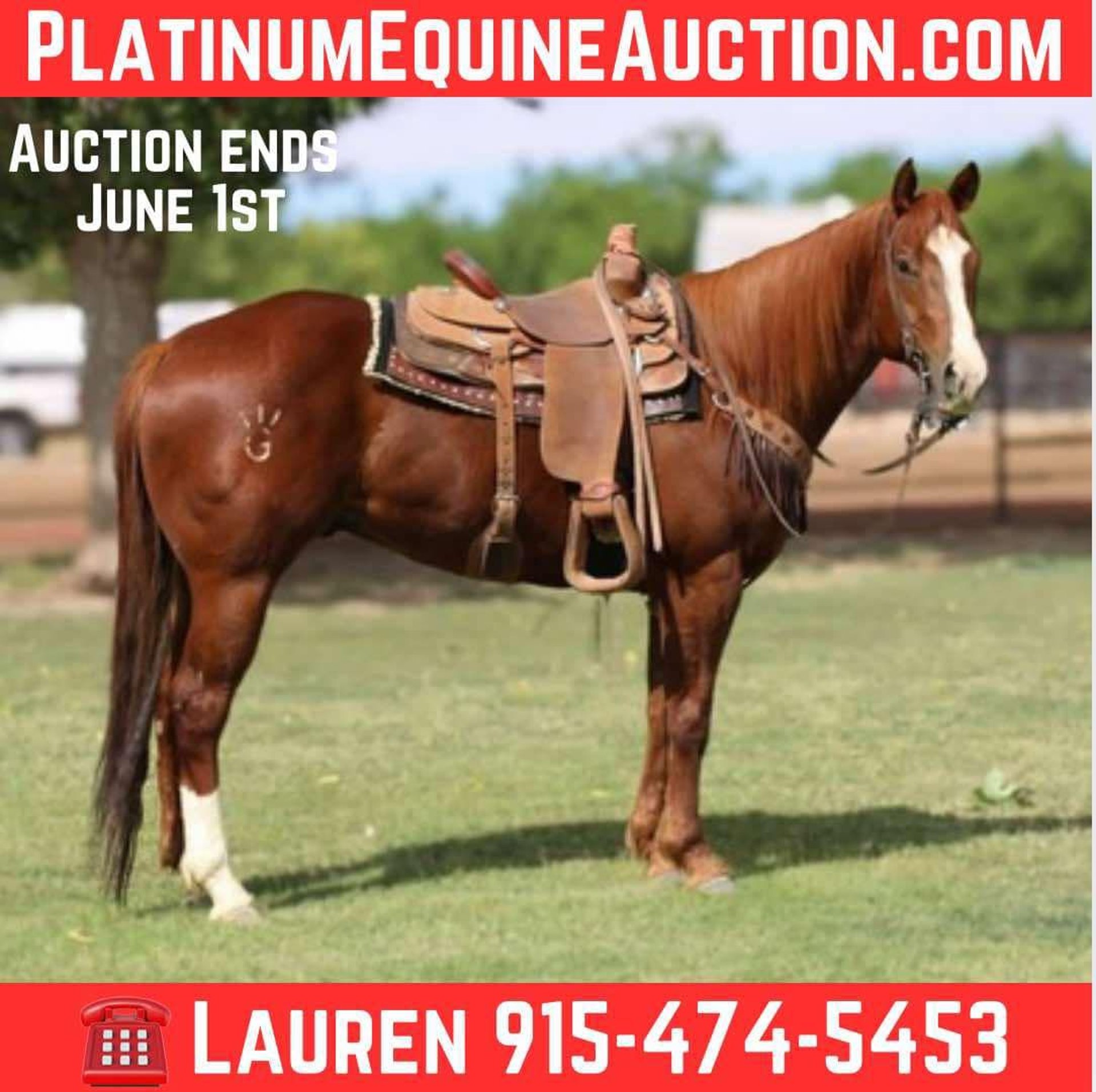 Caballos En Venta En Texas