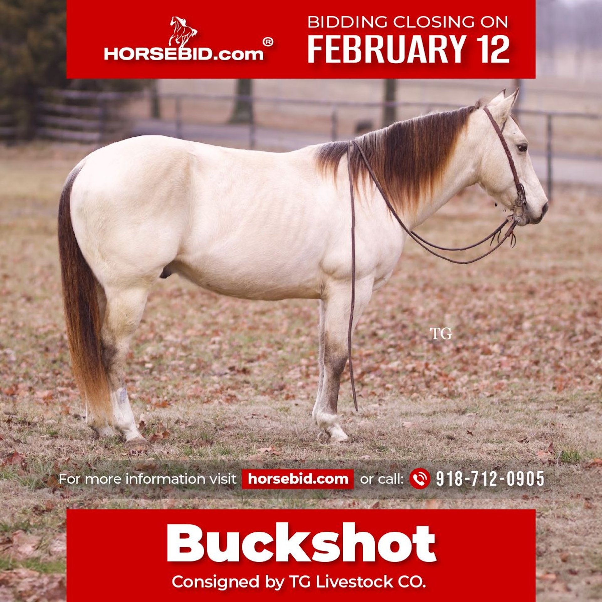 American Quarter Horse Ruin 9 Jaar 147 cm Buckskin in Sallisaw