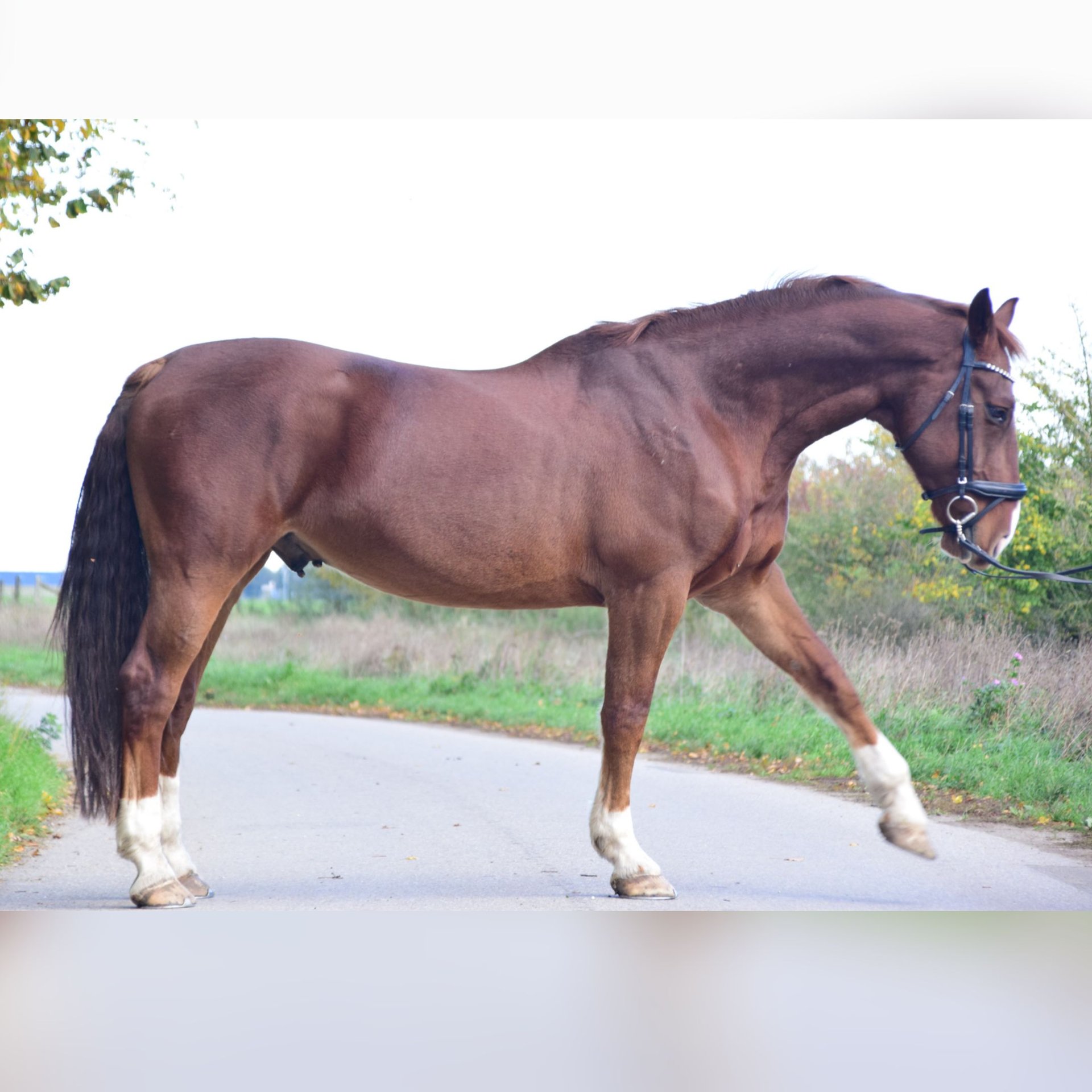 Alt Oldenburg Gelding 15 years 16,1 hh Chestnut in Niederkr&