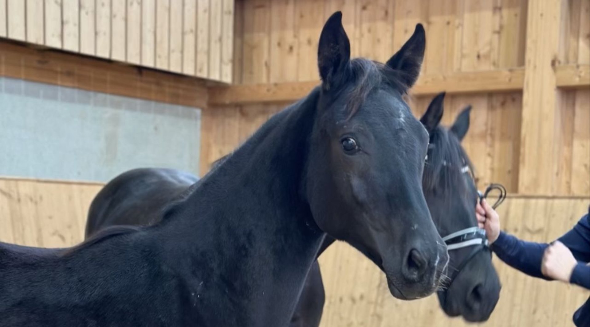 Martingale Pour Cheval – Modèle Debout Et Allemande (Sans Marque)