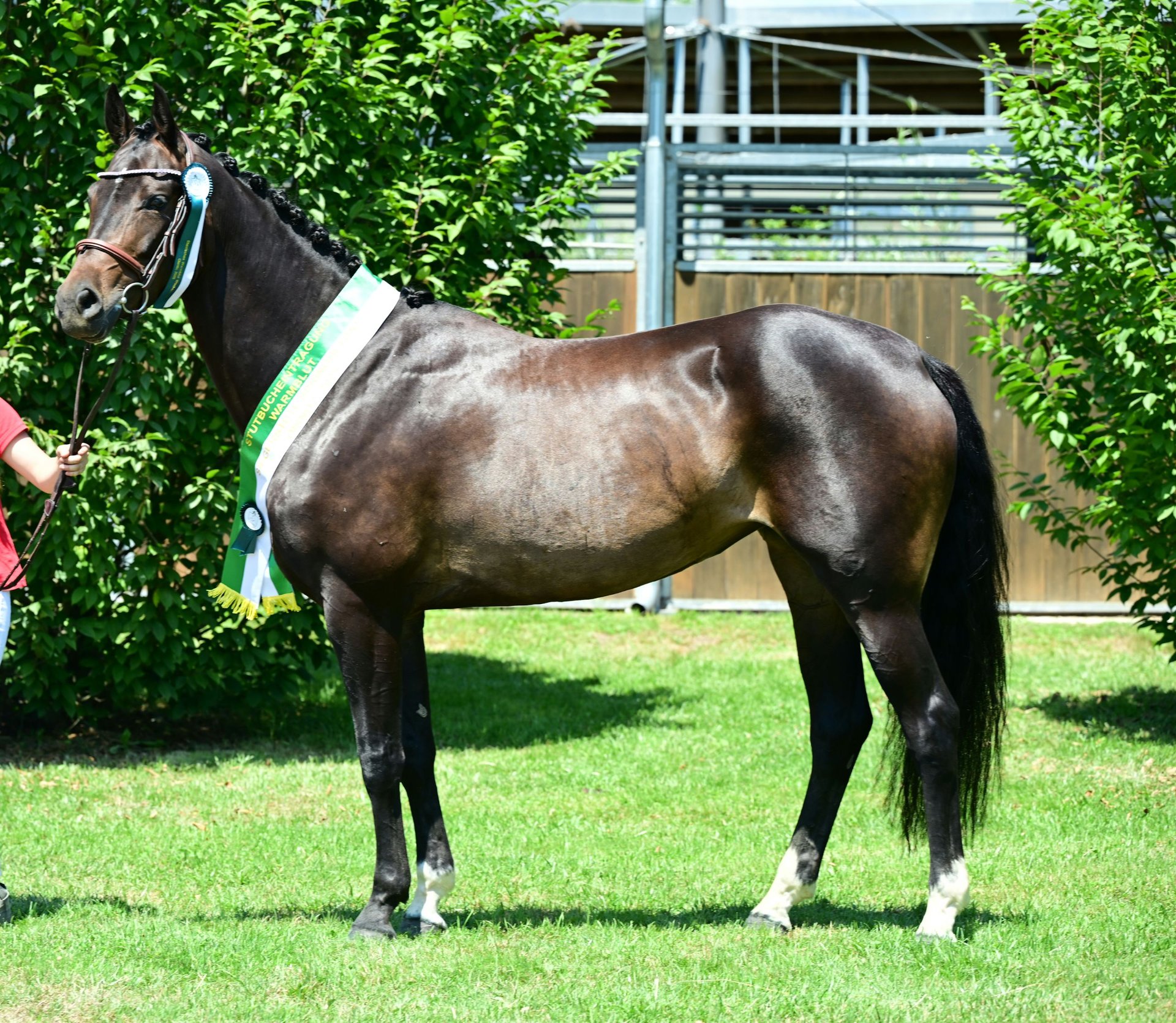 Austrian Warmblood Mare 6 years 15.2 hh Bay-Dark in Edelschrott