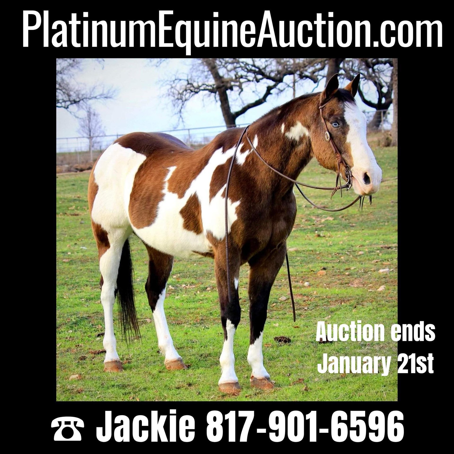 Paint Horse Gelding 13 years 15,1 hh Overoallcolors in Weatherford TX