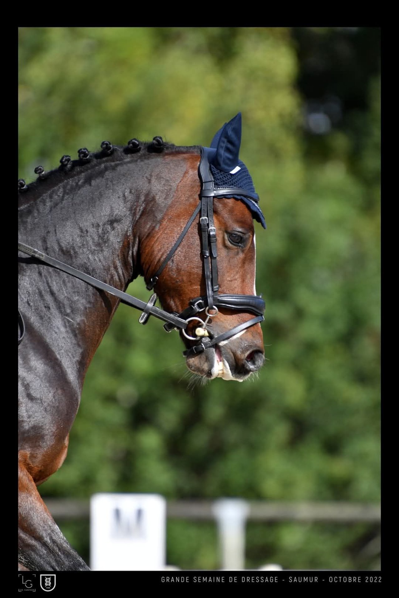 New Forest Pony Gelding 11 years 14,1 hh Brown in Kersaint