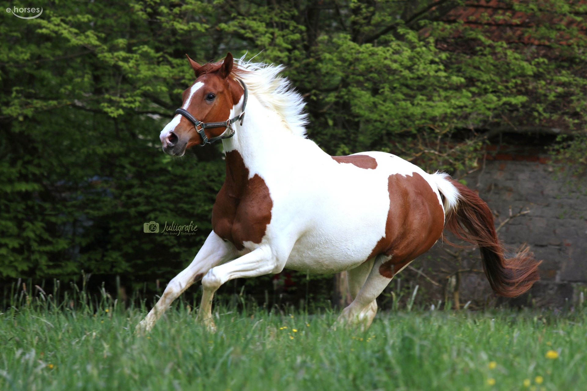 Anglo-Arabier Merrie 8 Jaar 164 cm Gevlekt-paard in Ursensollen