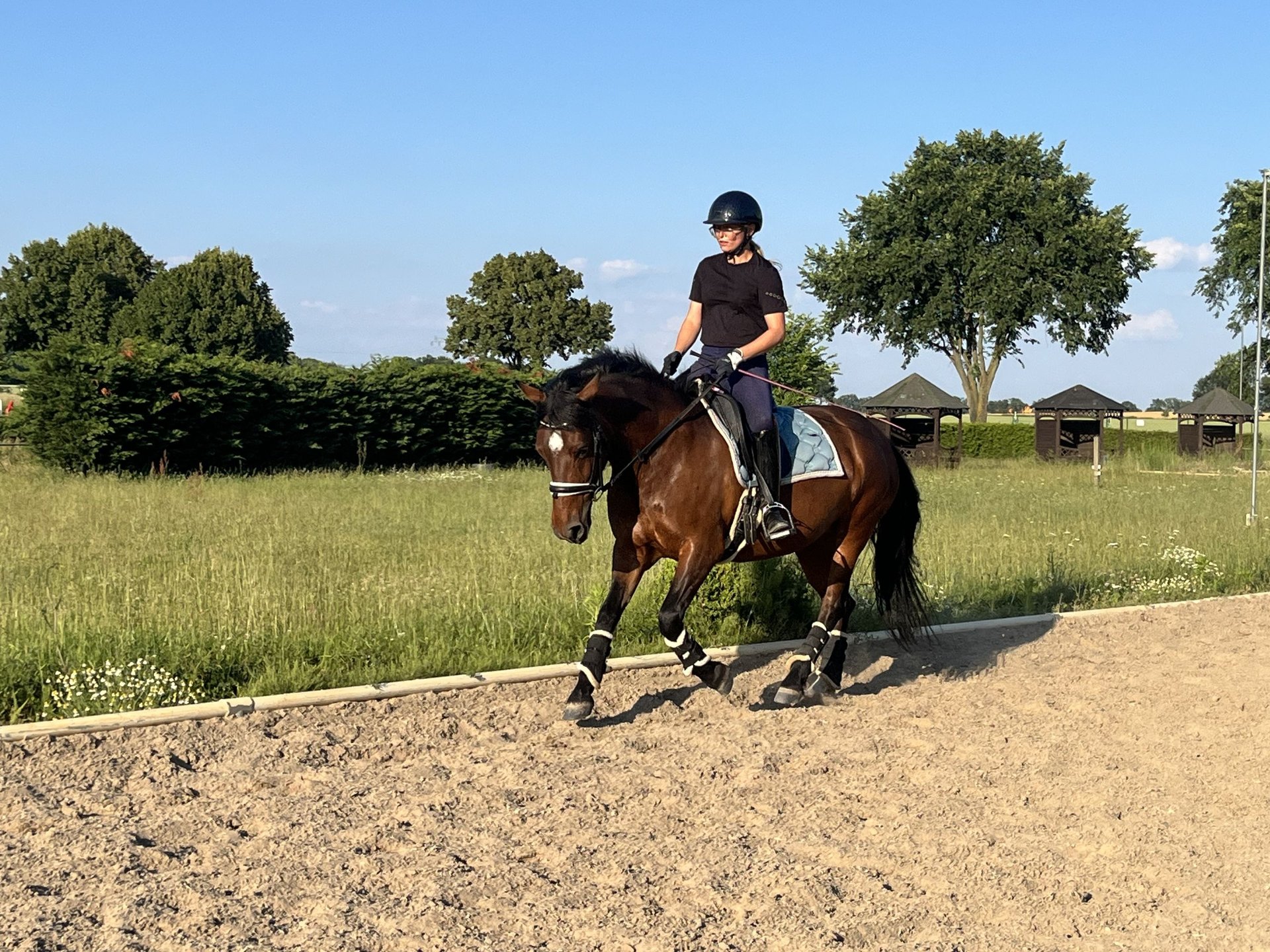 Weitere Ponys/Kleinpferde Mix Stute 6 Jahre 145 cm Brauner in ...