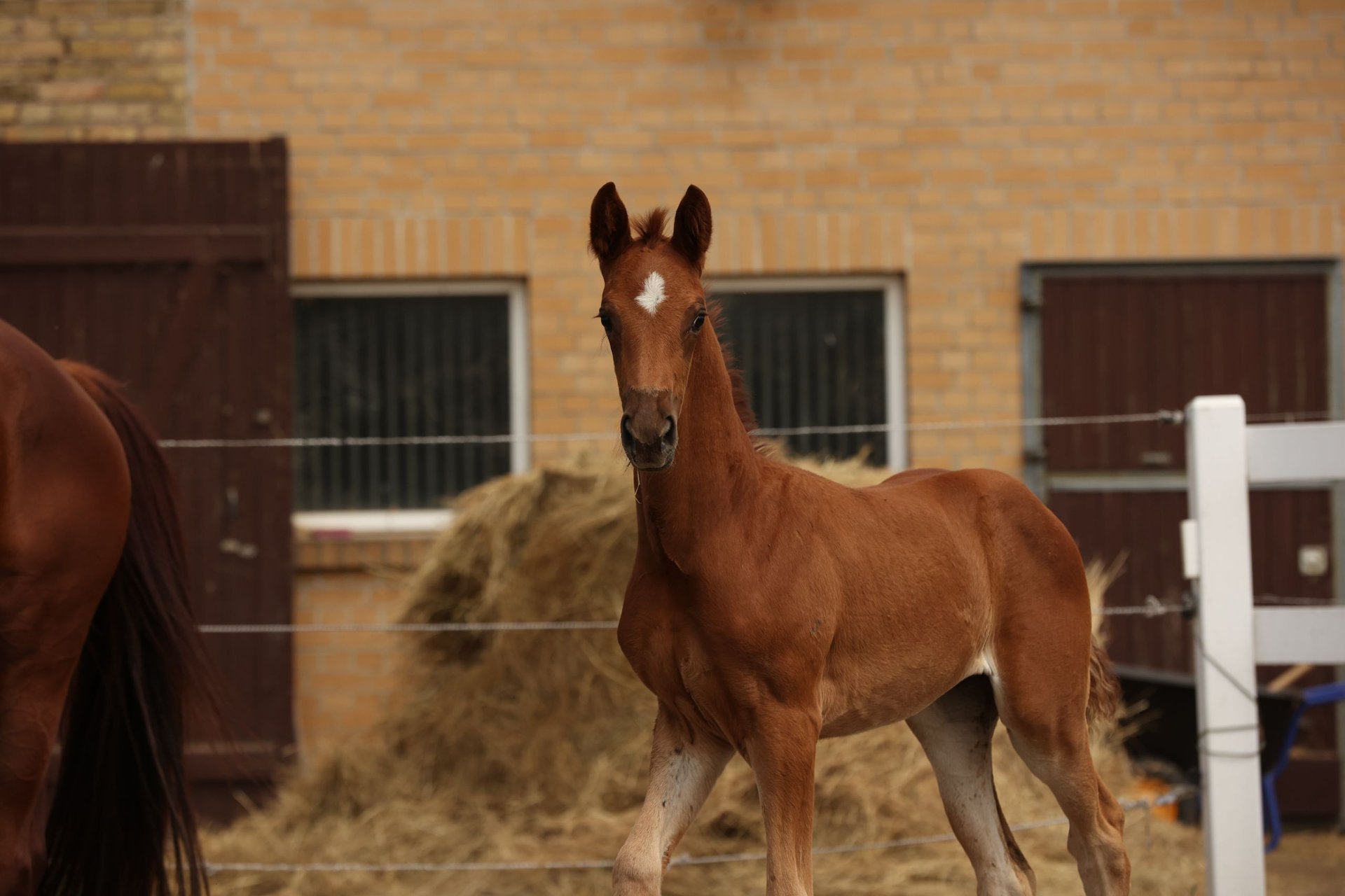 Cheval alezan outlet brulé