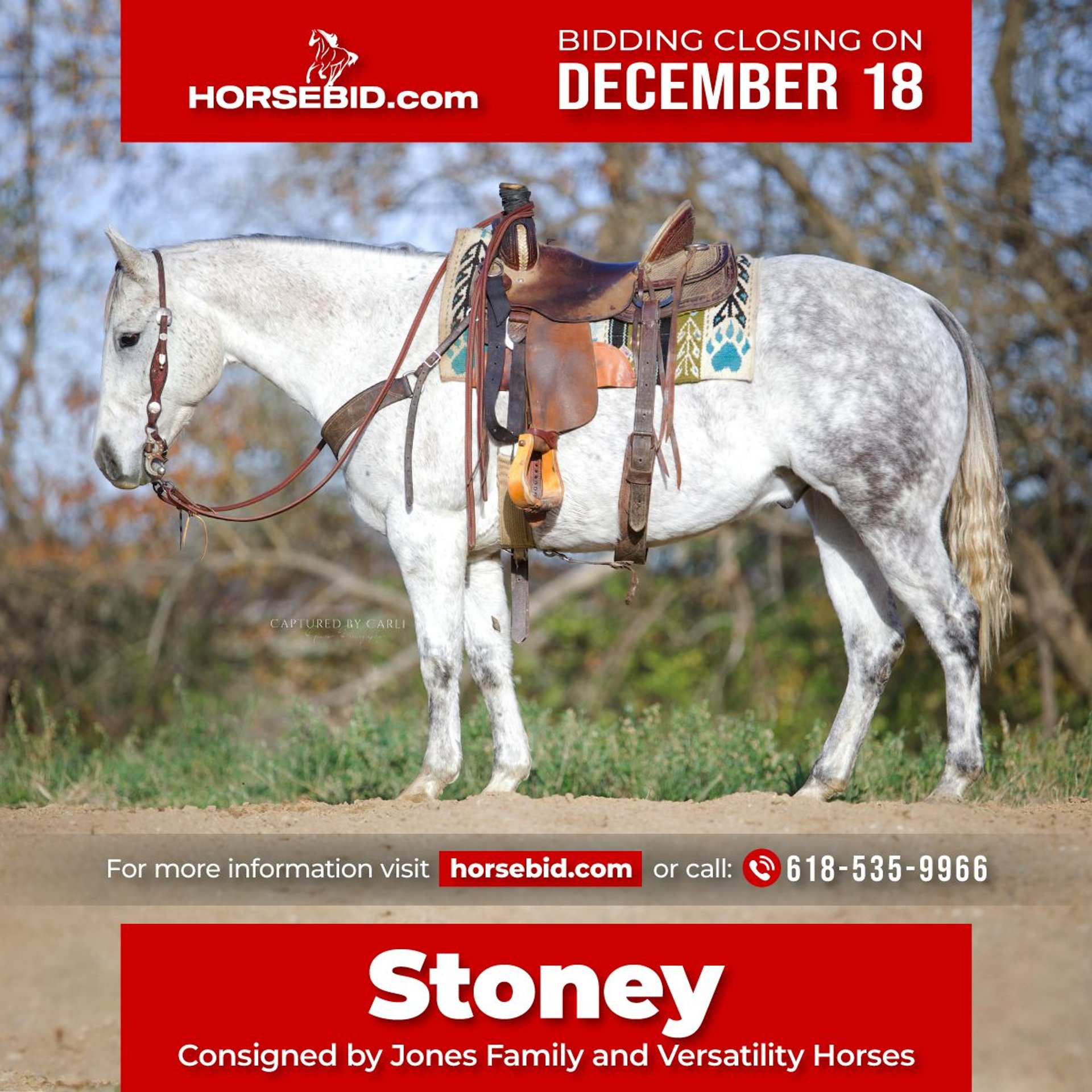 American Quarter Horse Wallach 10 Jahre 147 cm Schimmel in Lewistown