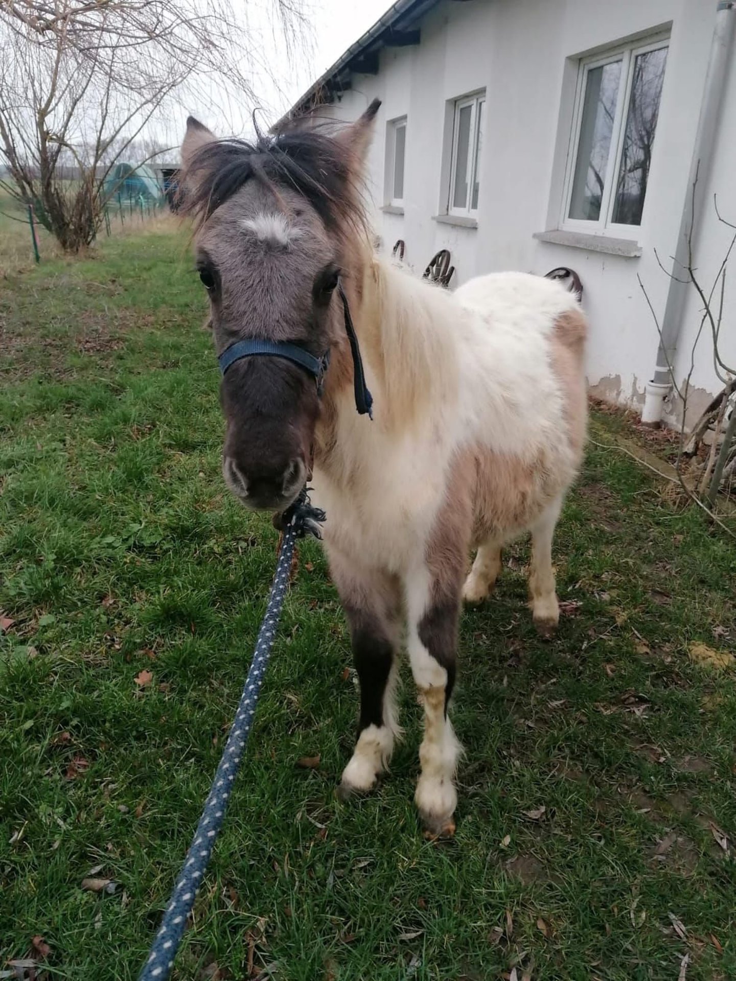 Lewitzer Mix Stute 1 Jahr Schecke in Amt Wachsenburg