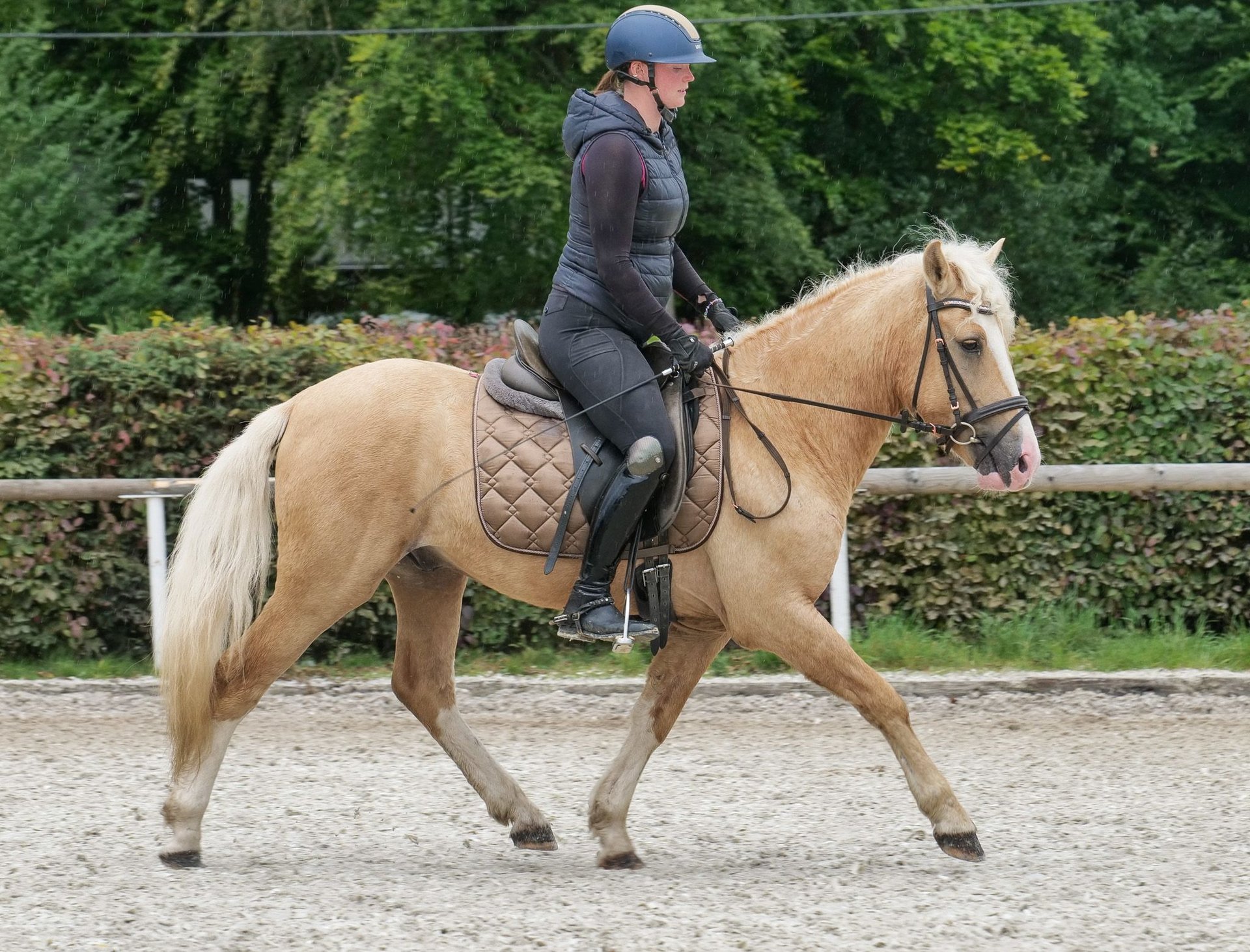 More ponies/small horses Gelding years 13,1 hh Palomino in