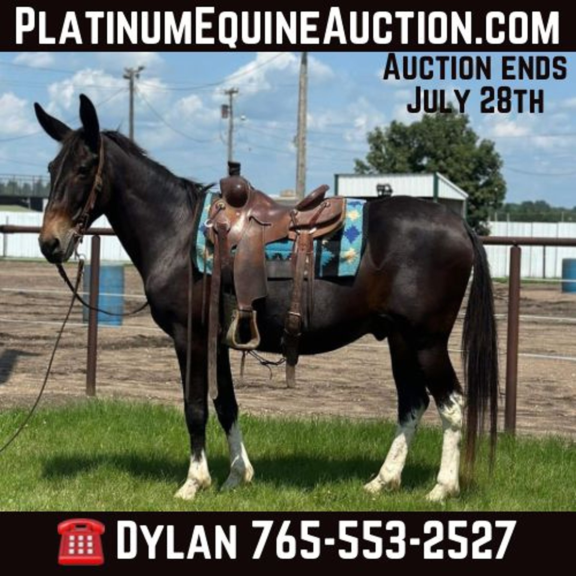 Mule Gelding 13 years 15,2 hh Black in Van Horne IA