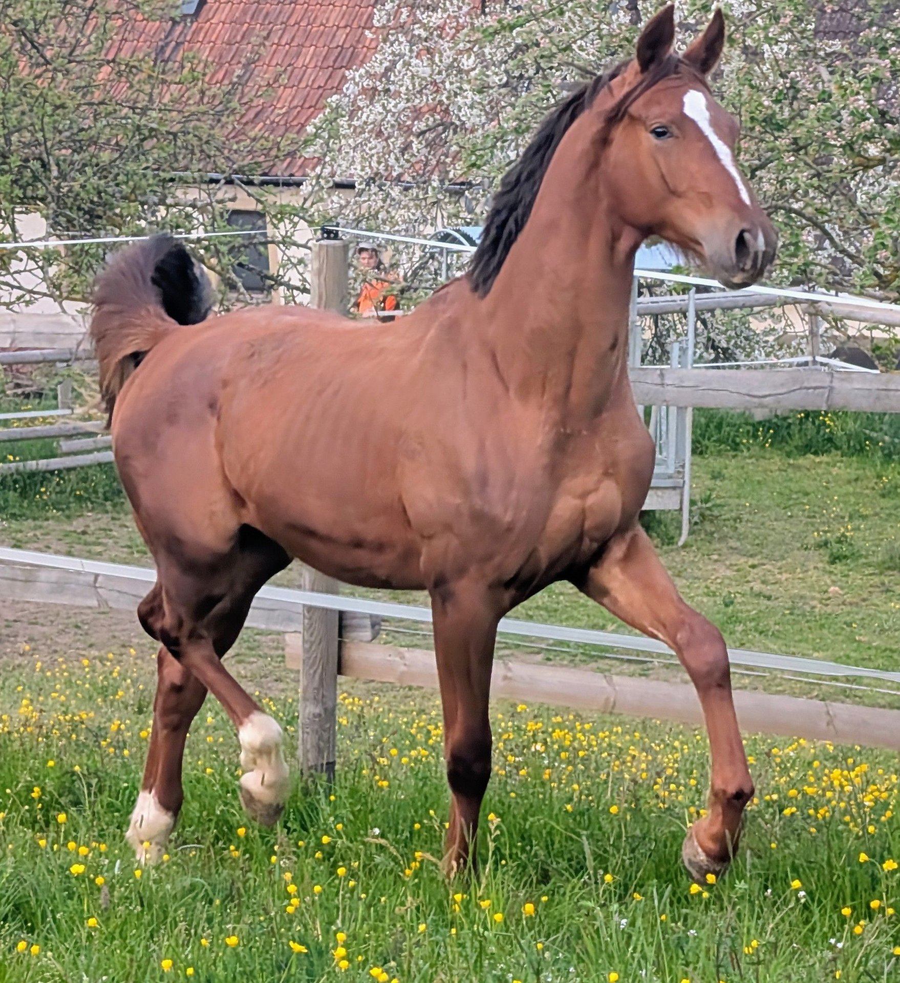 Hannoveraner Hengst 2 Jahre 173 cm Dunkelfuchs in Herren-Sulzbach