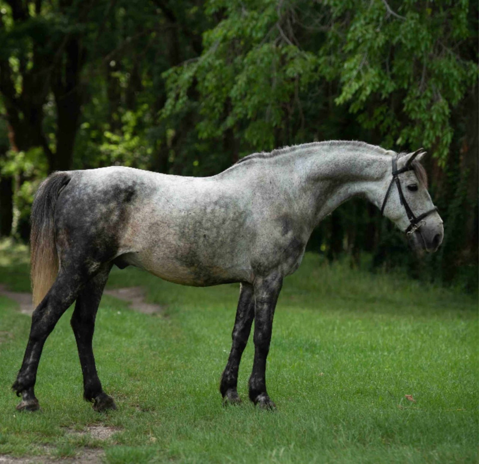 Welsh D (Cob) Gelding 8 years 13,3 hh Gray in Pogeez