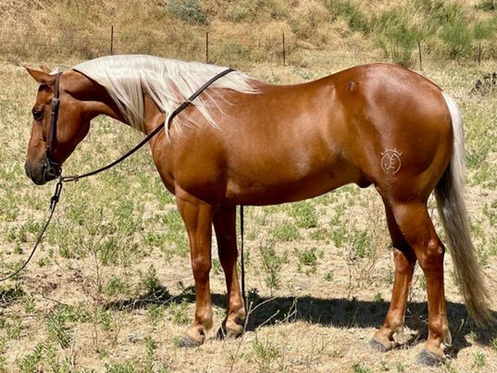 American Quarter Horse Gelding 8 years 13,3 hh Palomino in American Quarter Horse Gelding 8 years 13,3 hh Palomino in