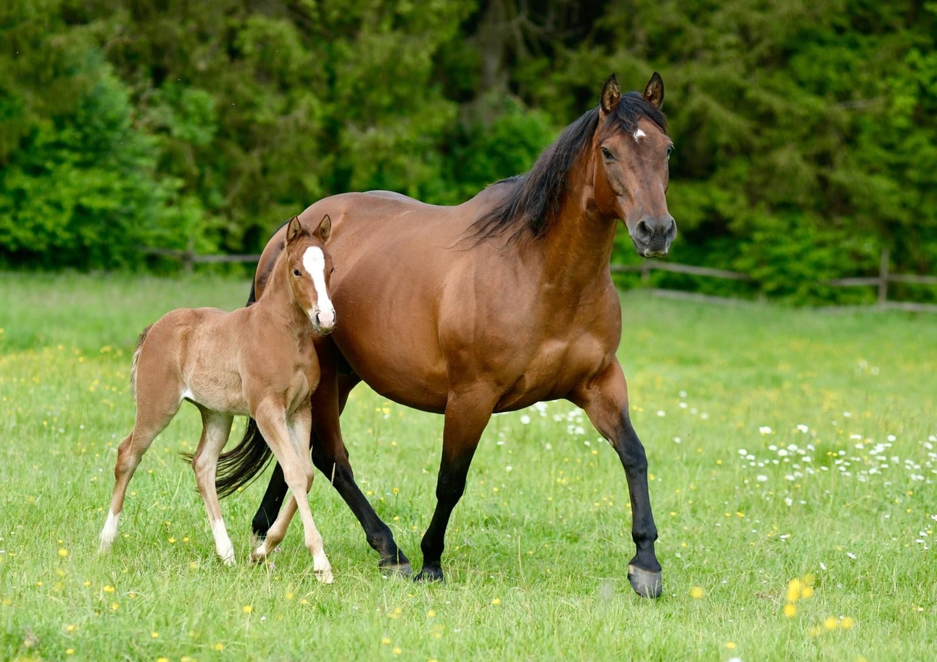 American Quarter Horse Stute 1 Jahr Dunkelfuchs in Alfdorf