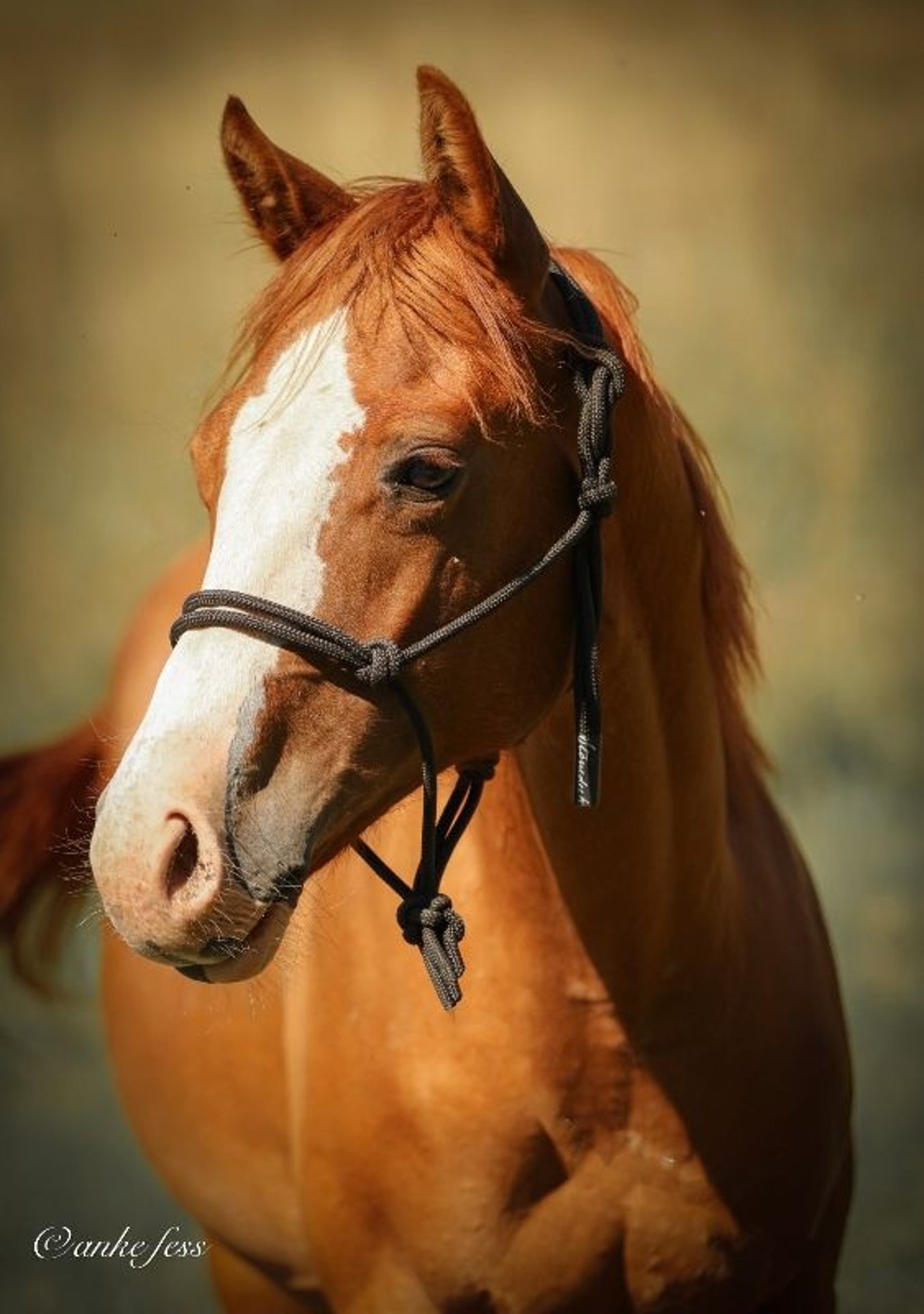 Caballo007 Gana Y Cobra 66 - ndiowo1