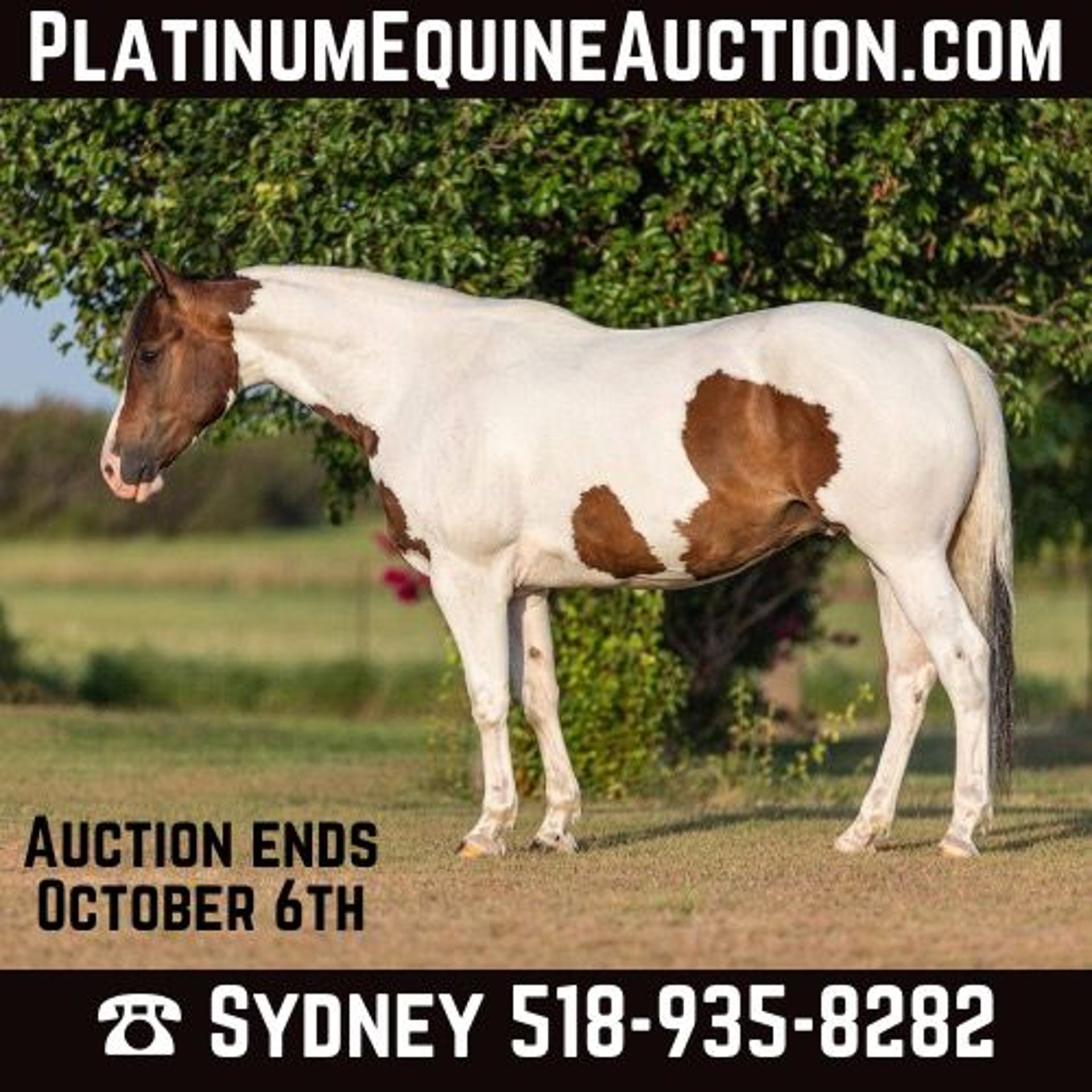 GQ1398◇Honor gathering : tasmania Clearly Texas Magazine - Spring 2025