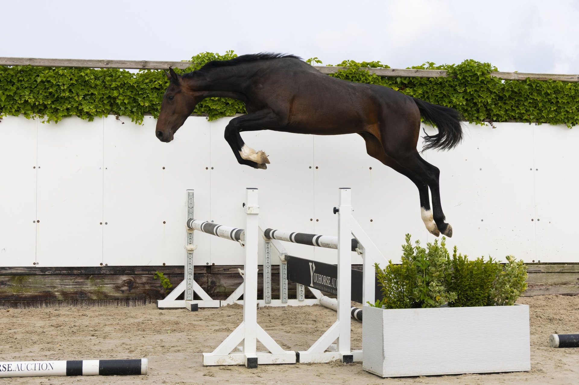 Dark Angel by Querido VG Z / Contendro I | HORSE24