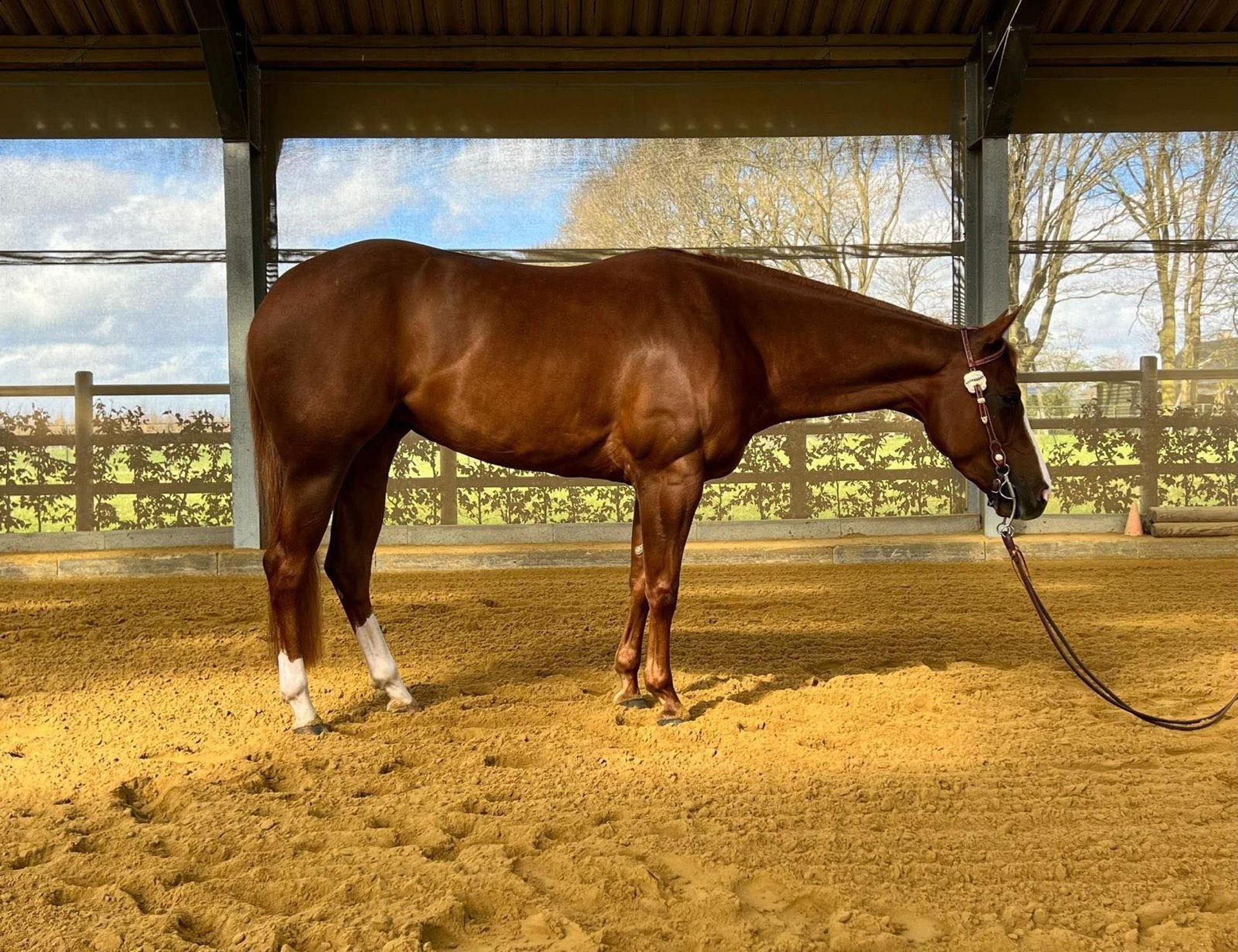 American Quarter Horse Stallion 4 Years 15 Hh In Greenstraat