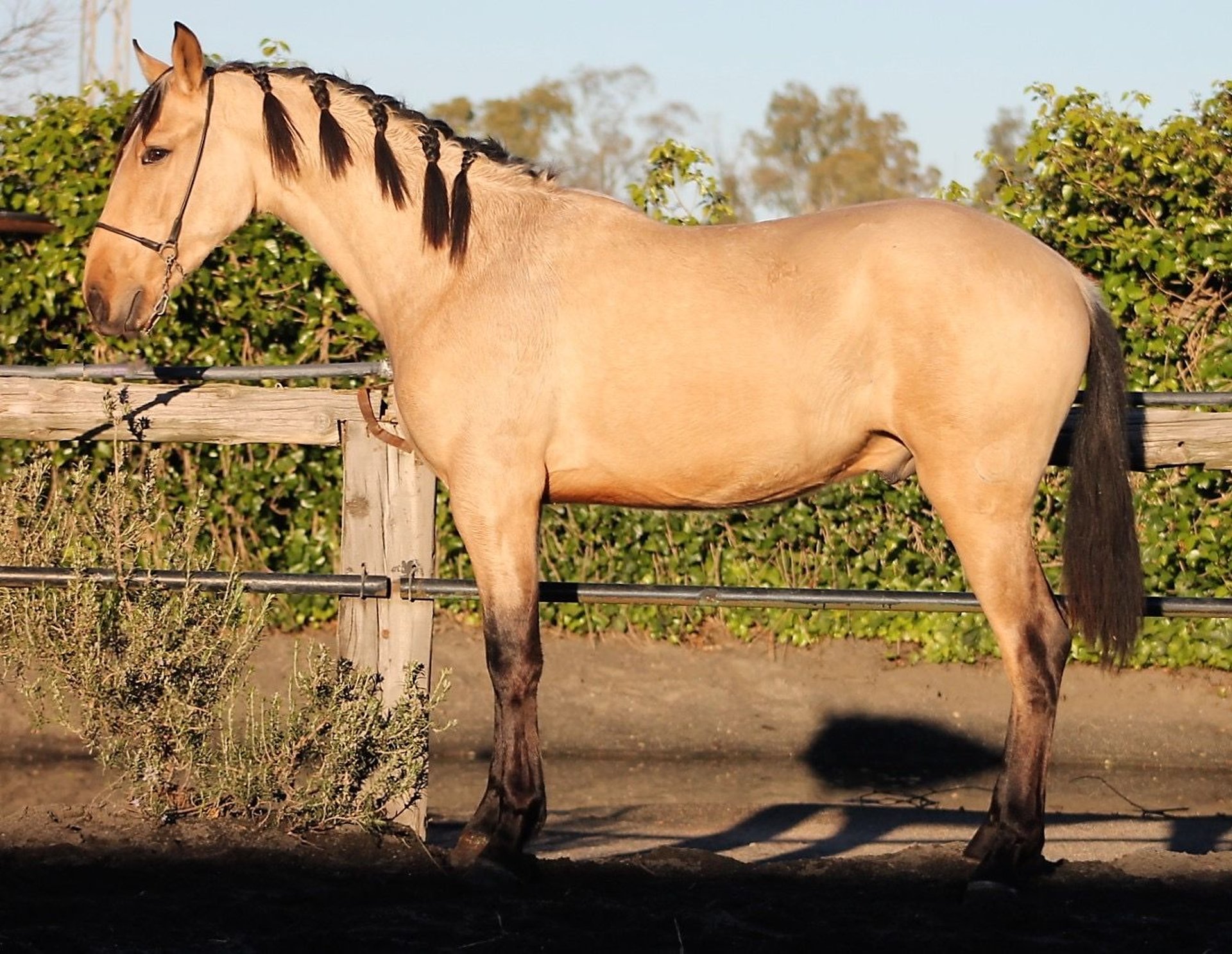 PRE Caballo castrado 2 años 165 cm Buckskin/Bayo in Galaroza (Huelva)