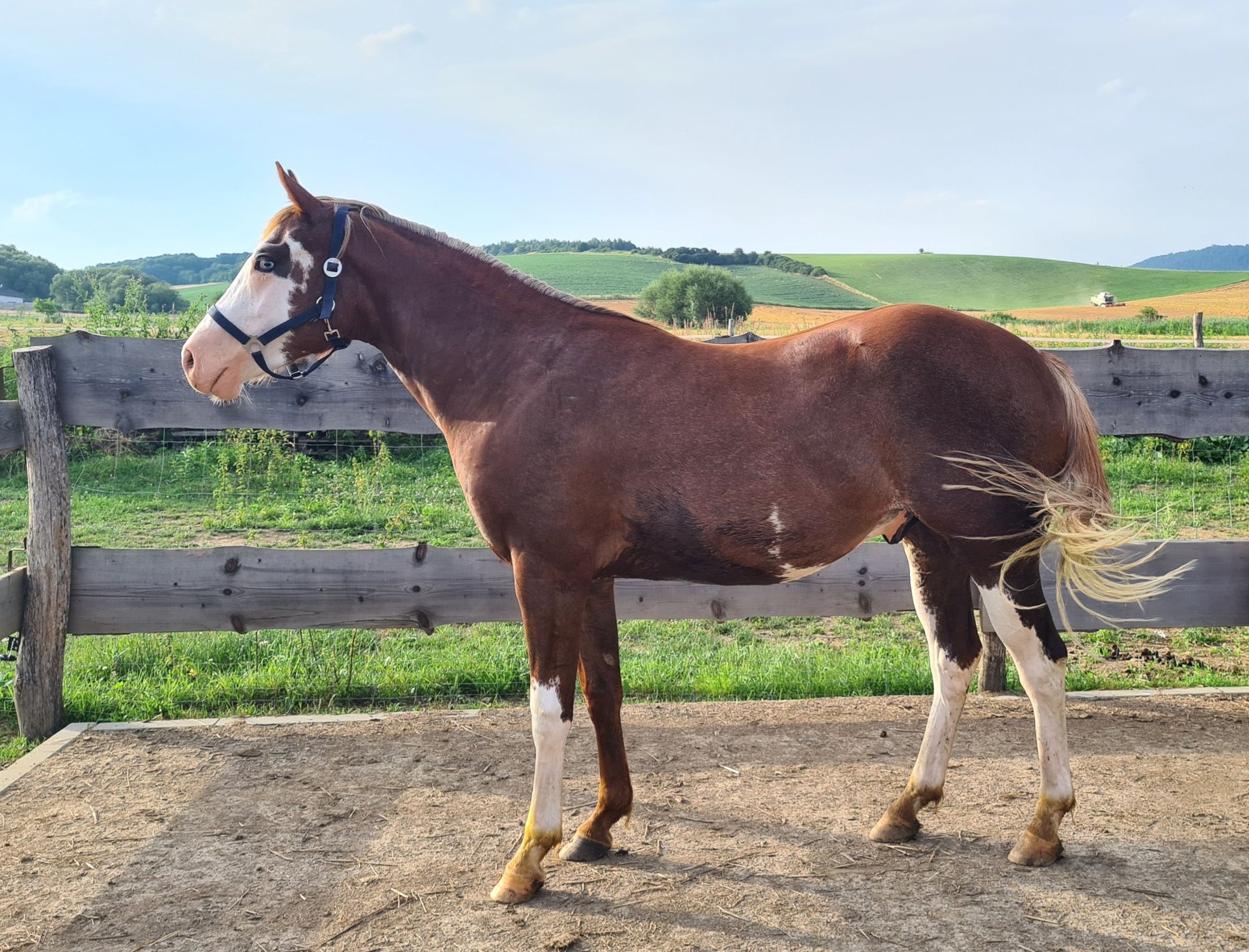 Paint Horse Wallach 3 Jahre 155 cm Overo-alle-Farben in Presov