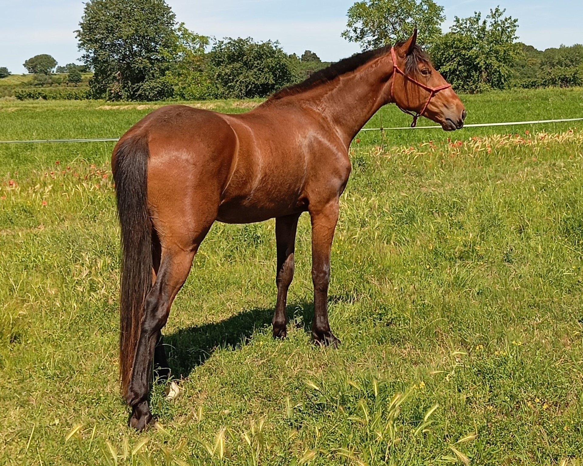 Trotteur français Croisé Hongre Ans 165 cm Bai in CONNAUX