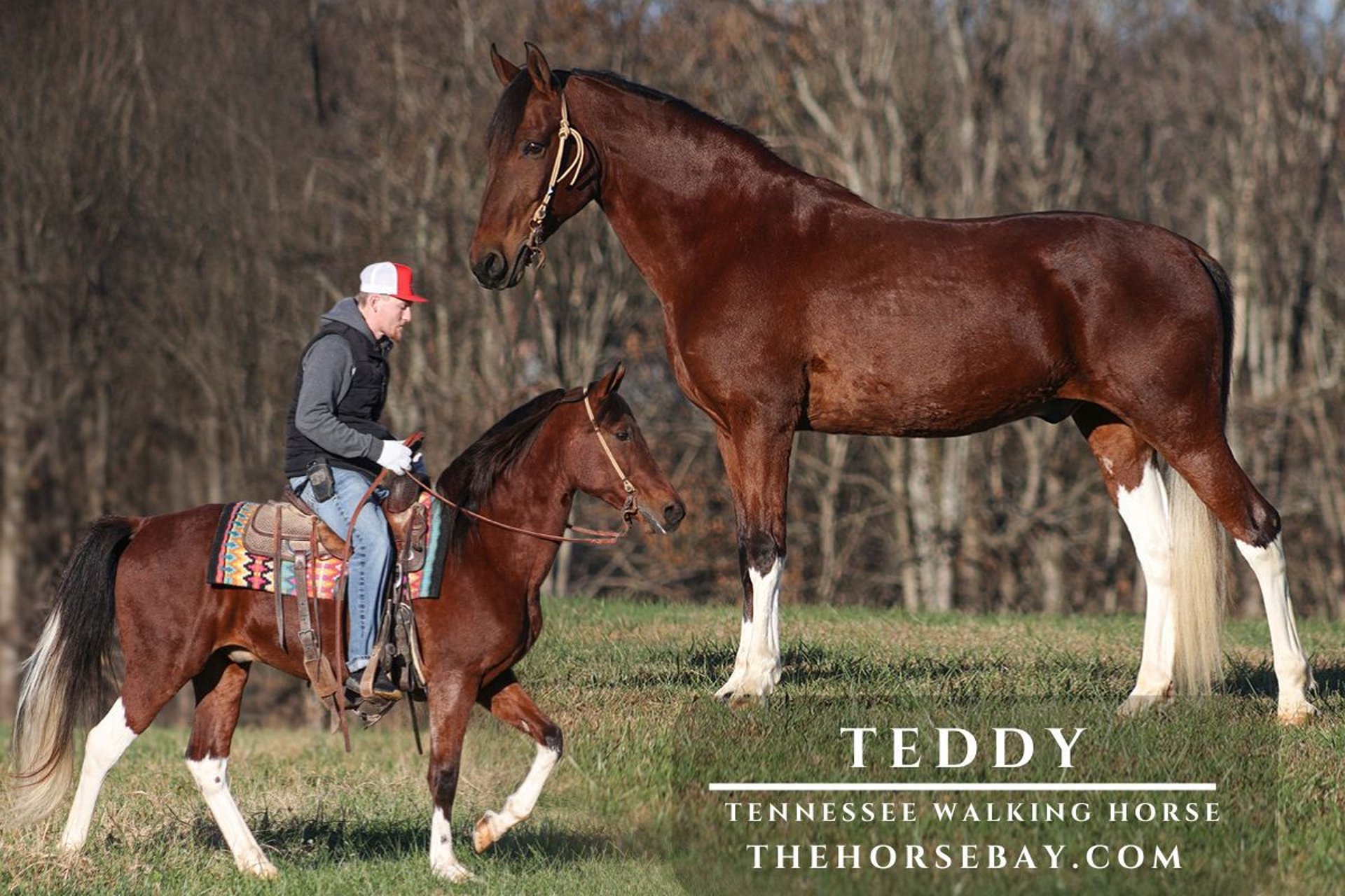 t*t様 house on the hill パンツ Brown Horse t*t様 house on the hill パンツ Brown Horse t*t様 house on the hill