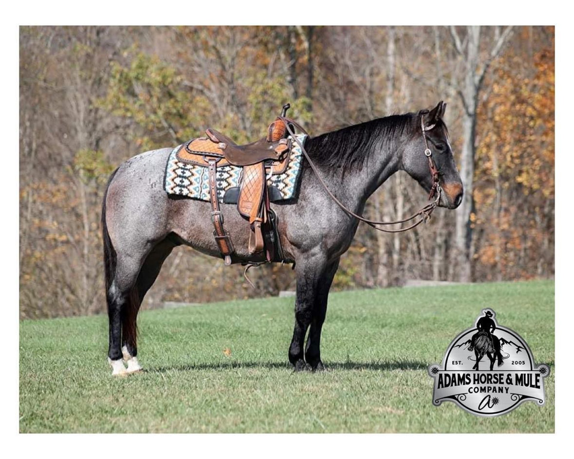 Haflinger Gelding 9 years 14,1 hh Roan-Blue in Mount Vernon