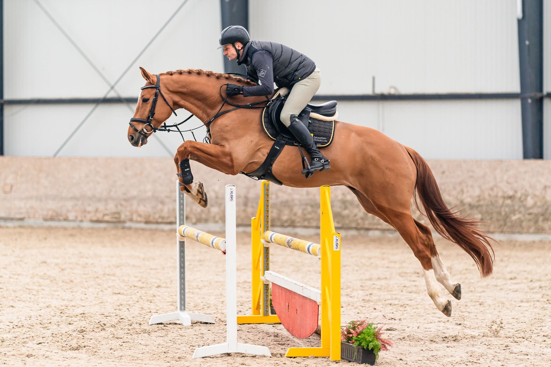 Holstein Gelding 5 years 16,1 hh Chestnut in Zduchovice