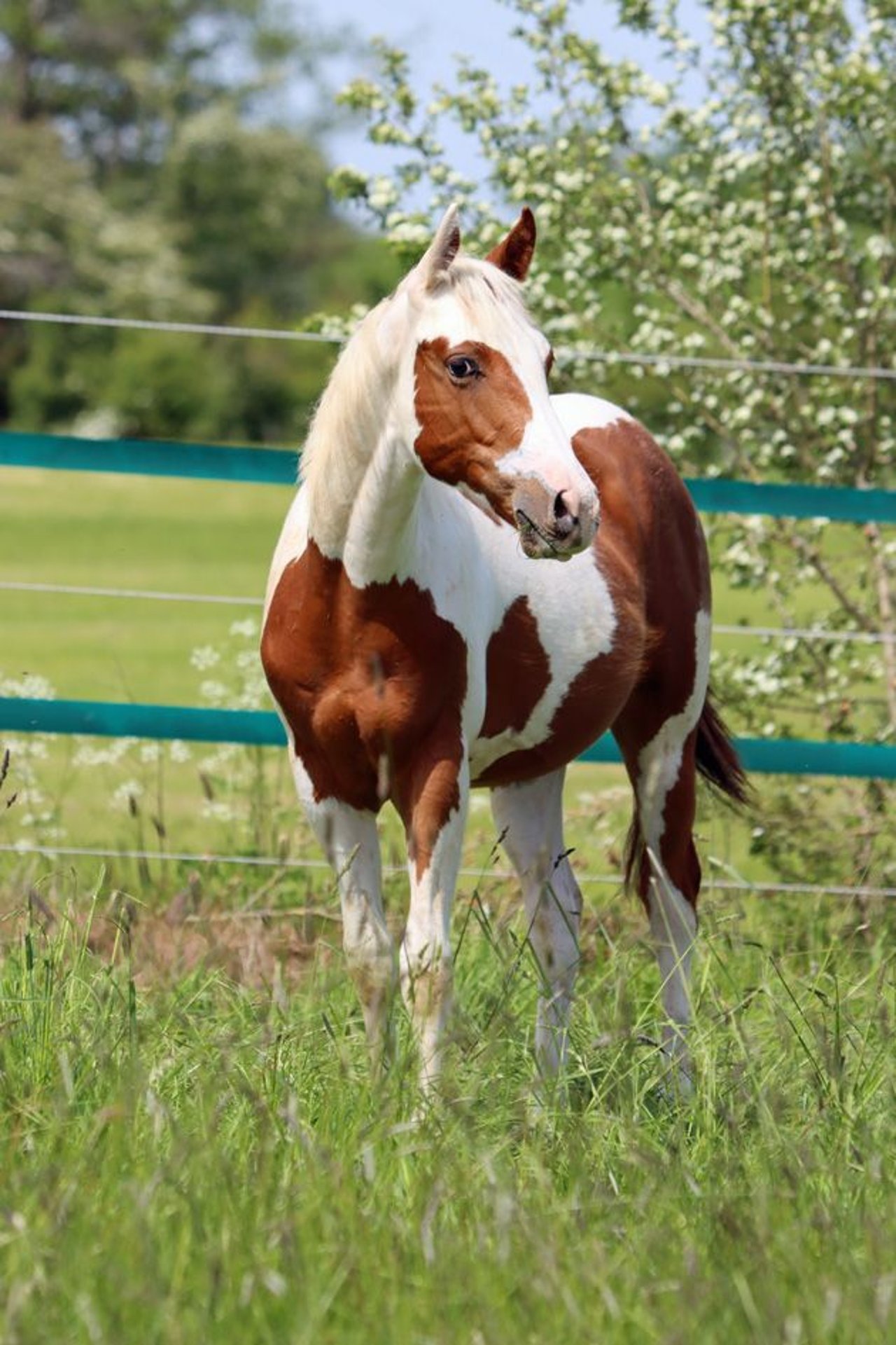 Paint Horse Wallach 1 Jahr 152 cm ToveroalleFarben in Hellenthal