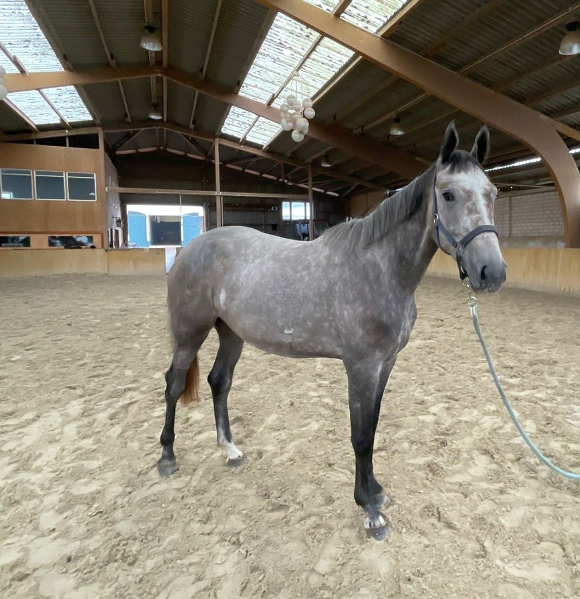 hanoverian-mare-4-years-16-2-hh-gray-blue-tan-in-neukalen