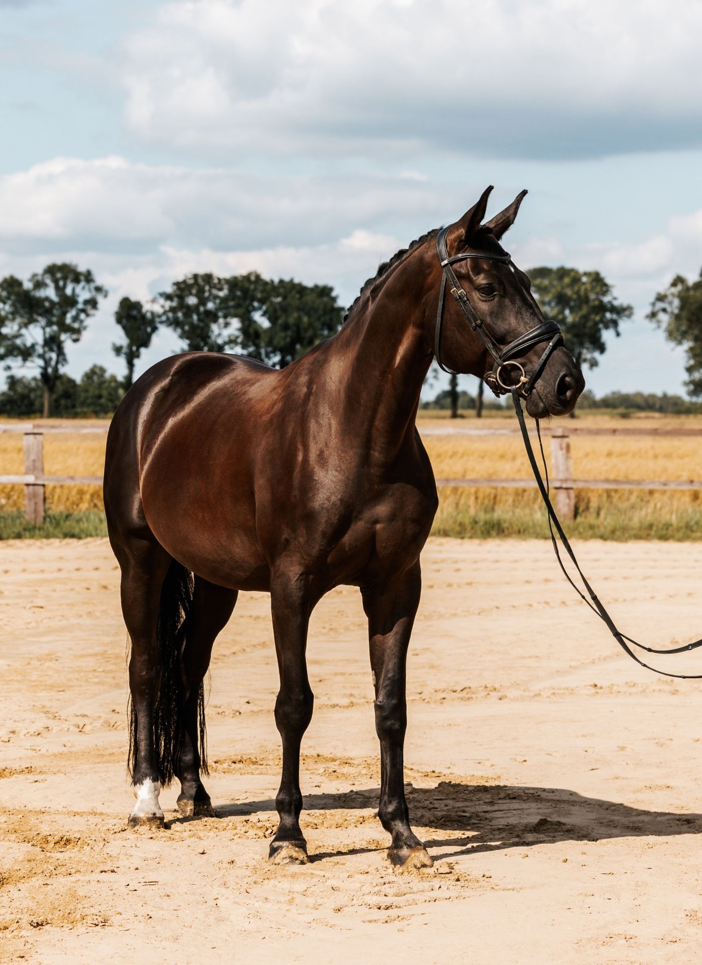 Polskt halvblod Valack 7 år 168 cm Svart in Skrzatusz