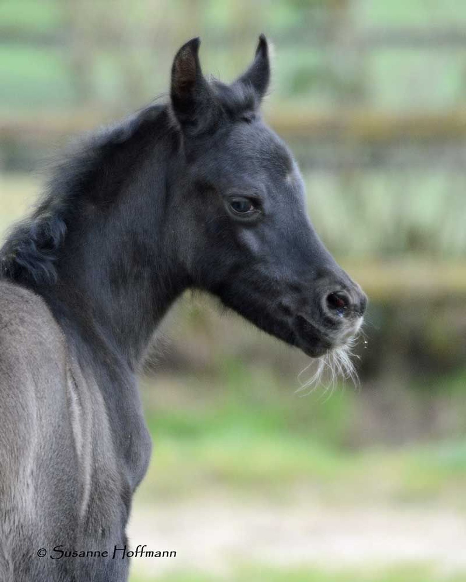 Vollblutaraber Hengst Fohlen (02/2024) 155 cm Rappe in Mörsdorf