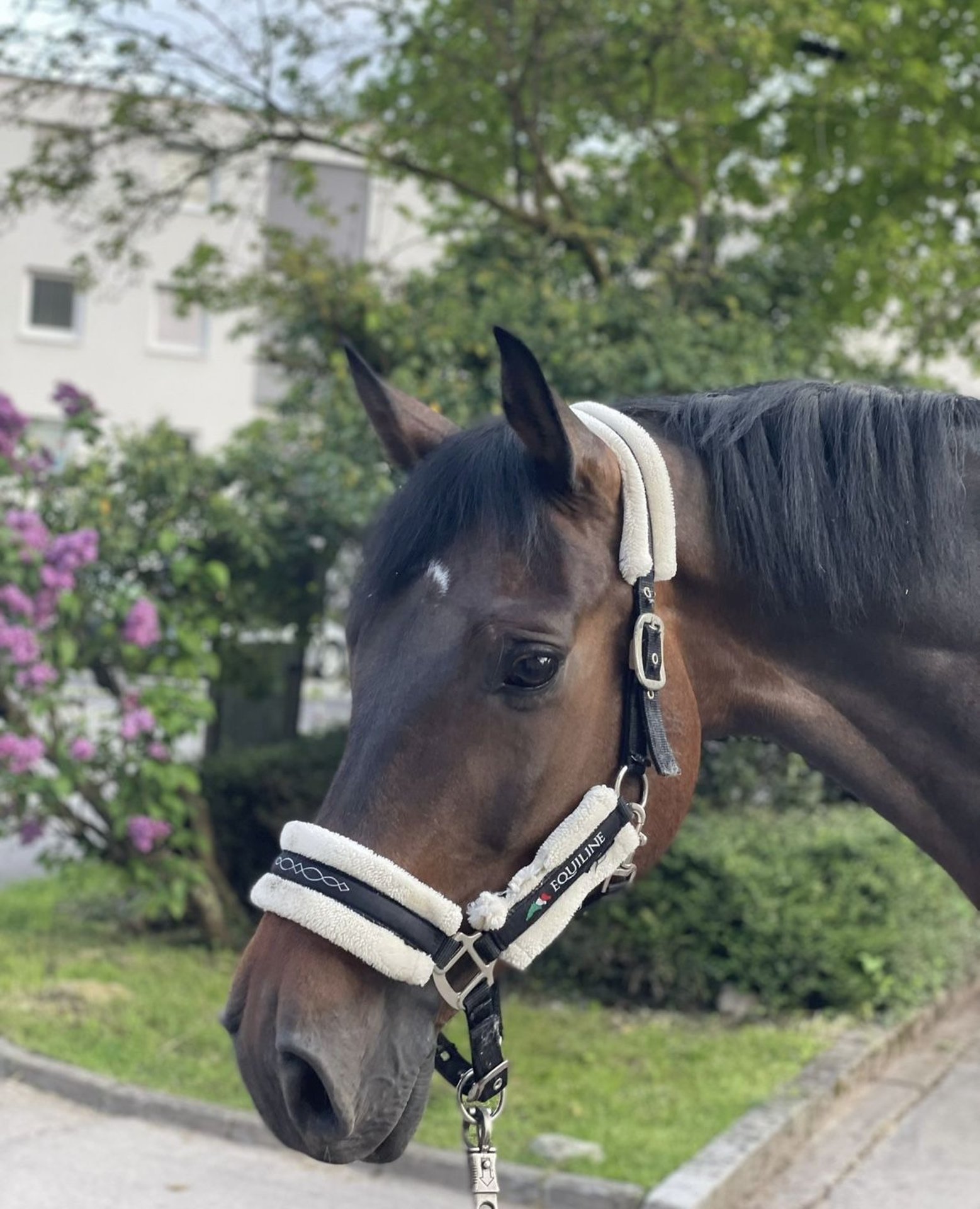 Equiline Thoroughbred Pedigree Best Sale innoem.eng.psu.ac.th