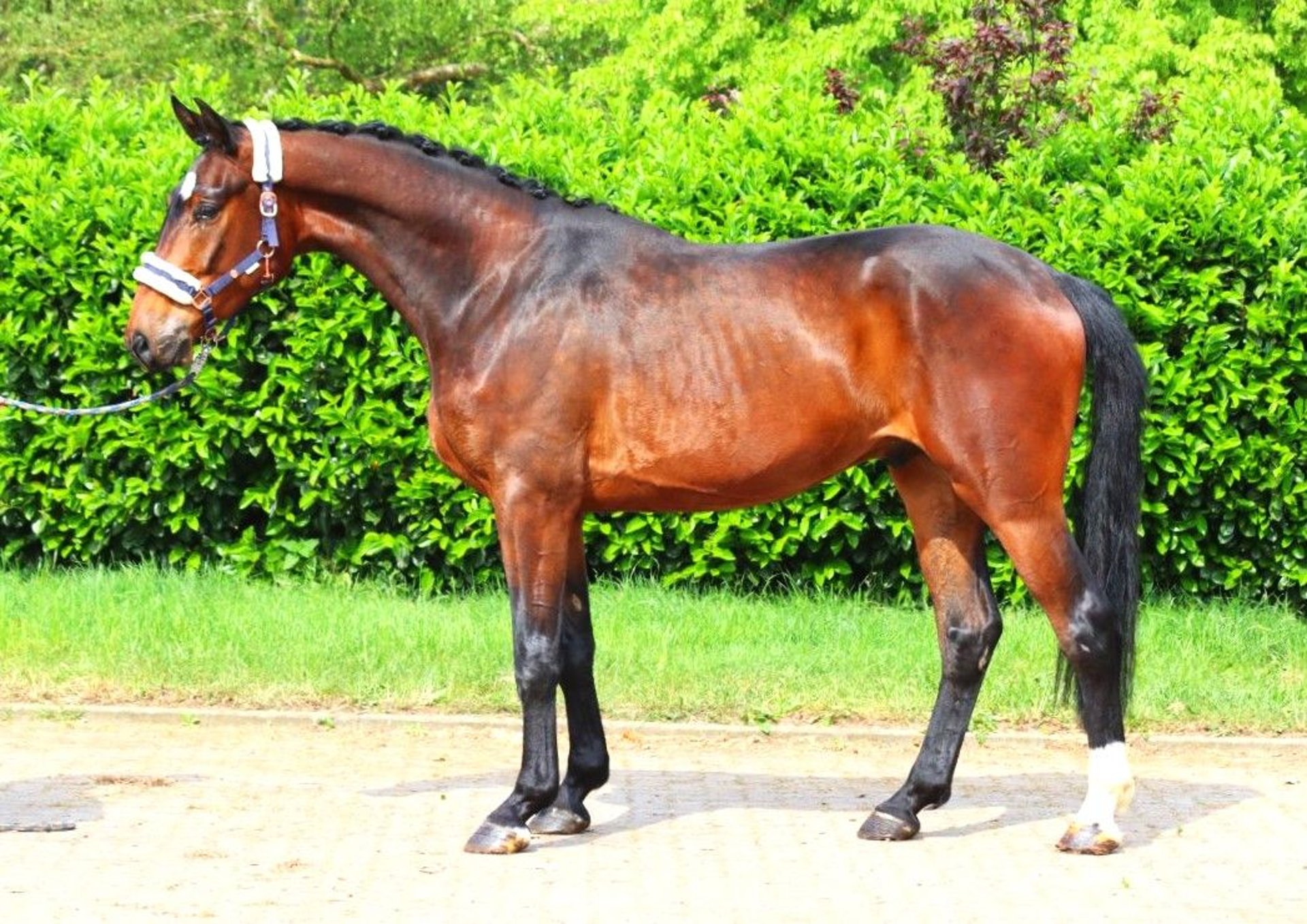 Hannover Castrone 3 Anni 172 cm Baio in Selsingen